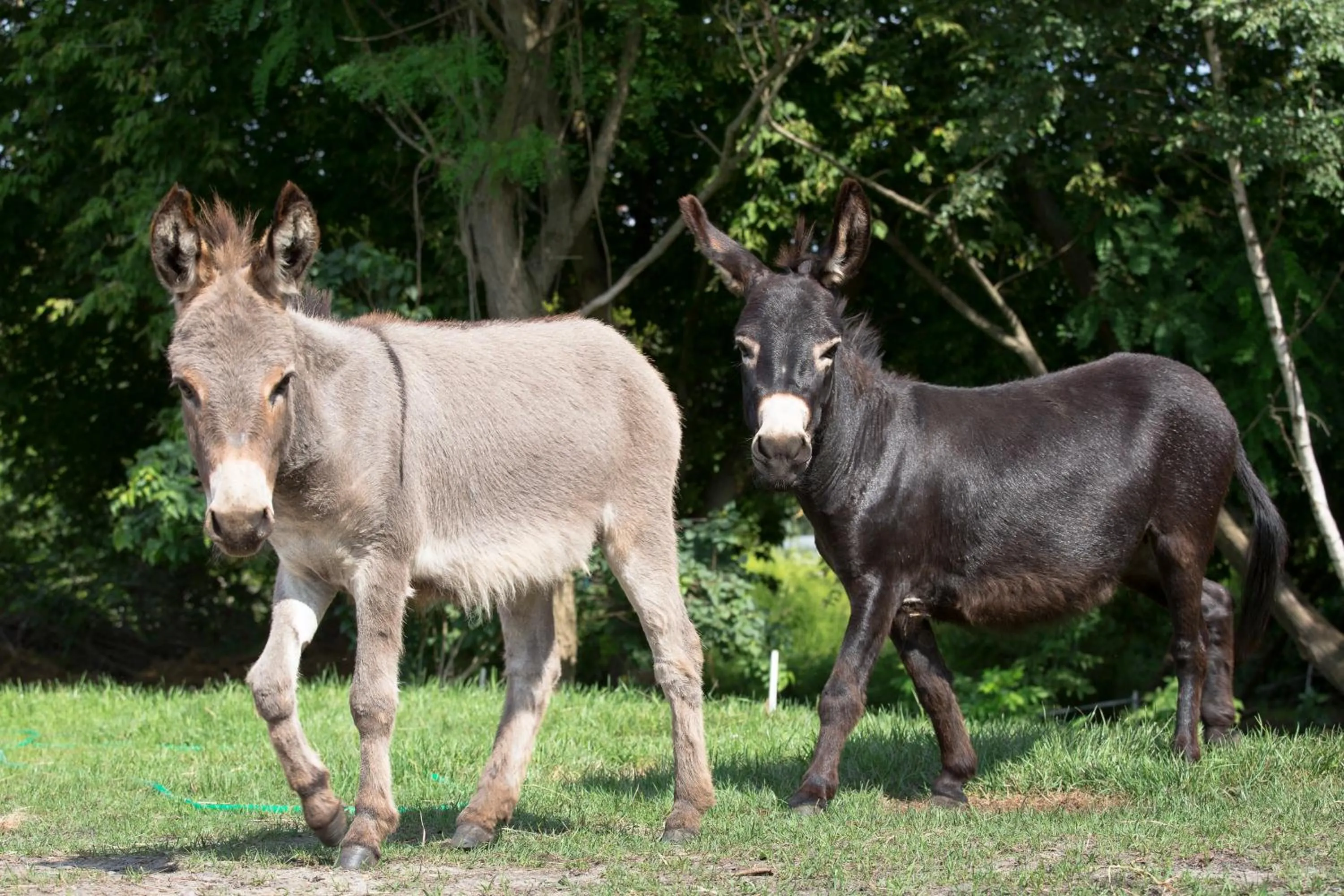 Animals in Garni Hotel Lavendelhof