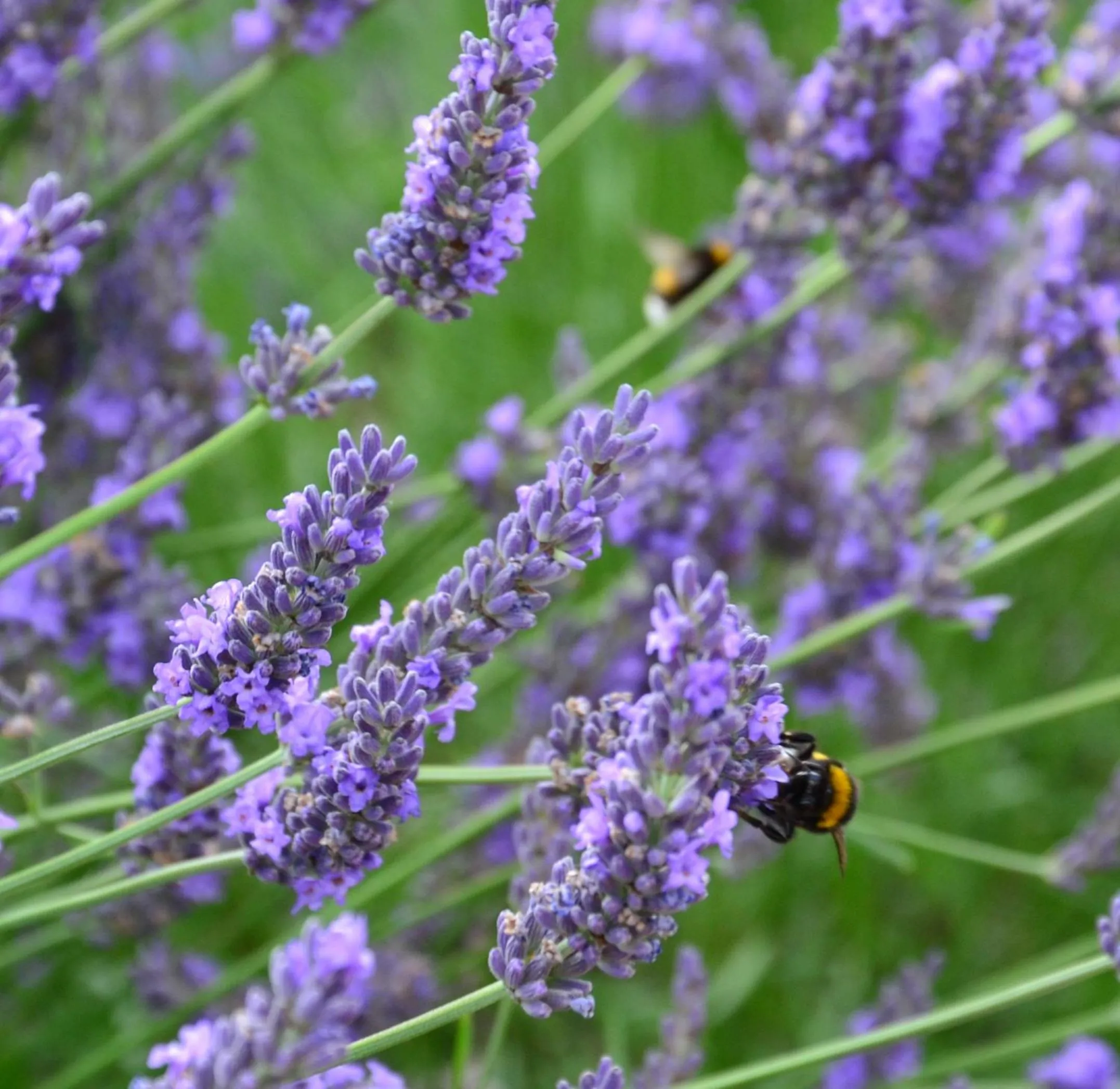 Animals in Garni Hotel Lavendelhof