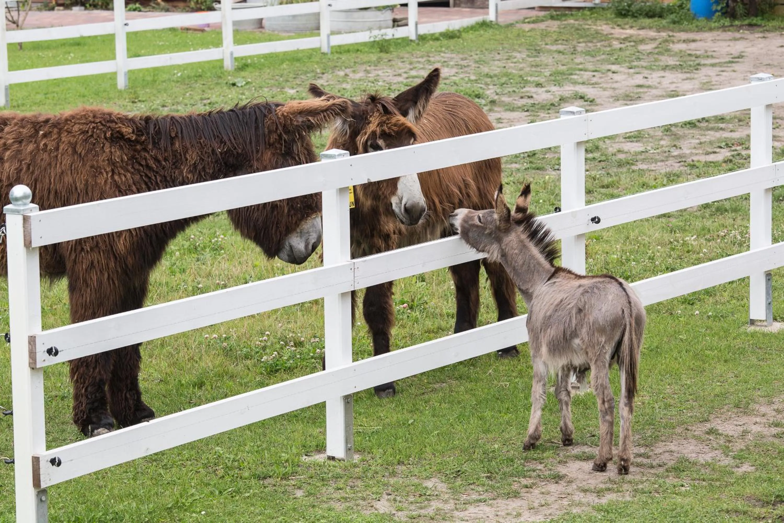 Animals in Garni Hotel Lavendelhof