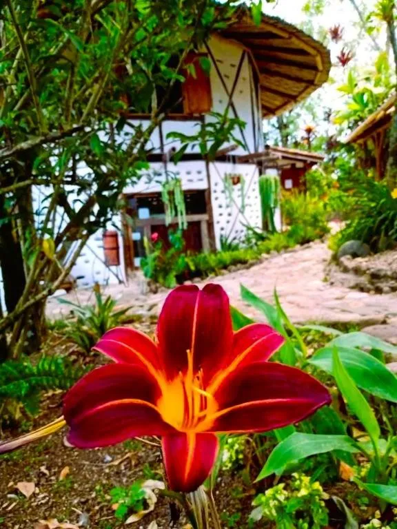 Garden in Hotel La Casa de Francois