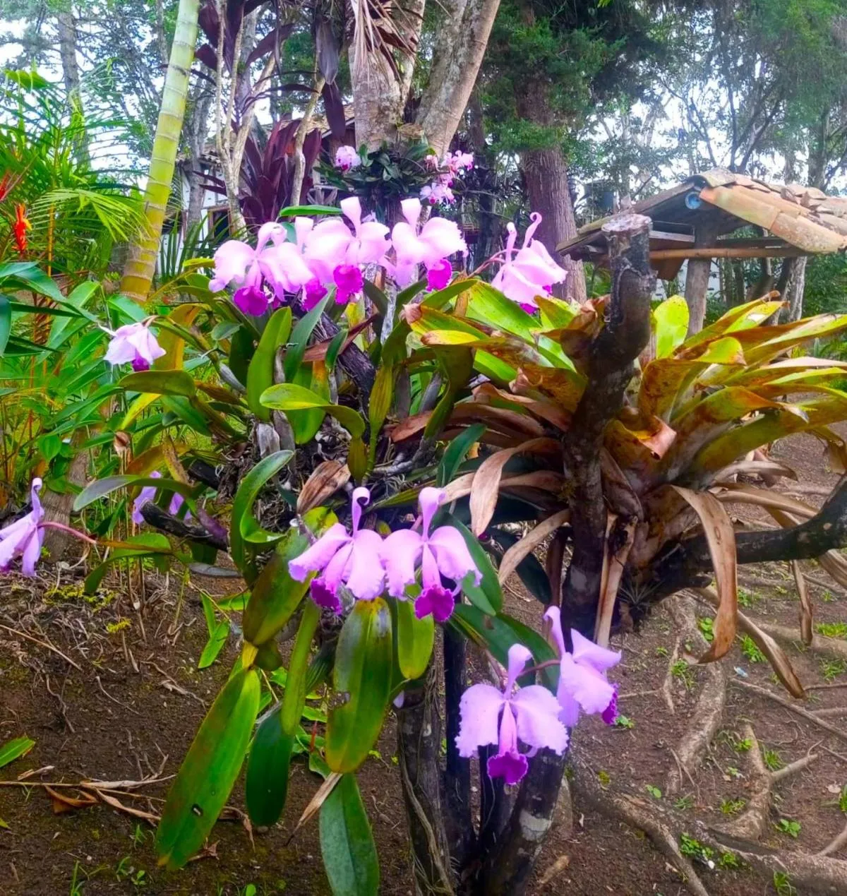 Garden in Hotel La Casa de Francois