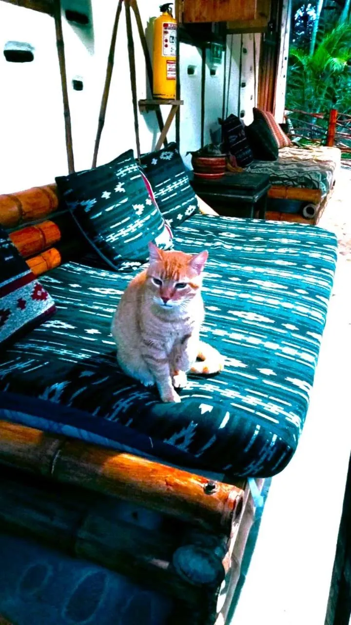 Pets in Hotel La Casa de Francois