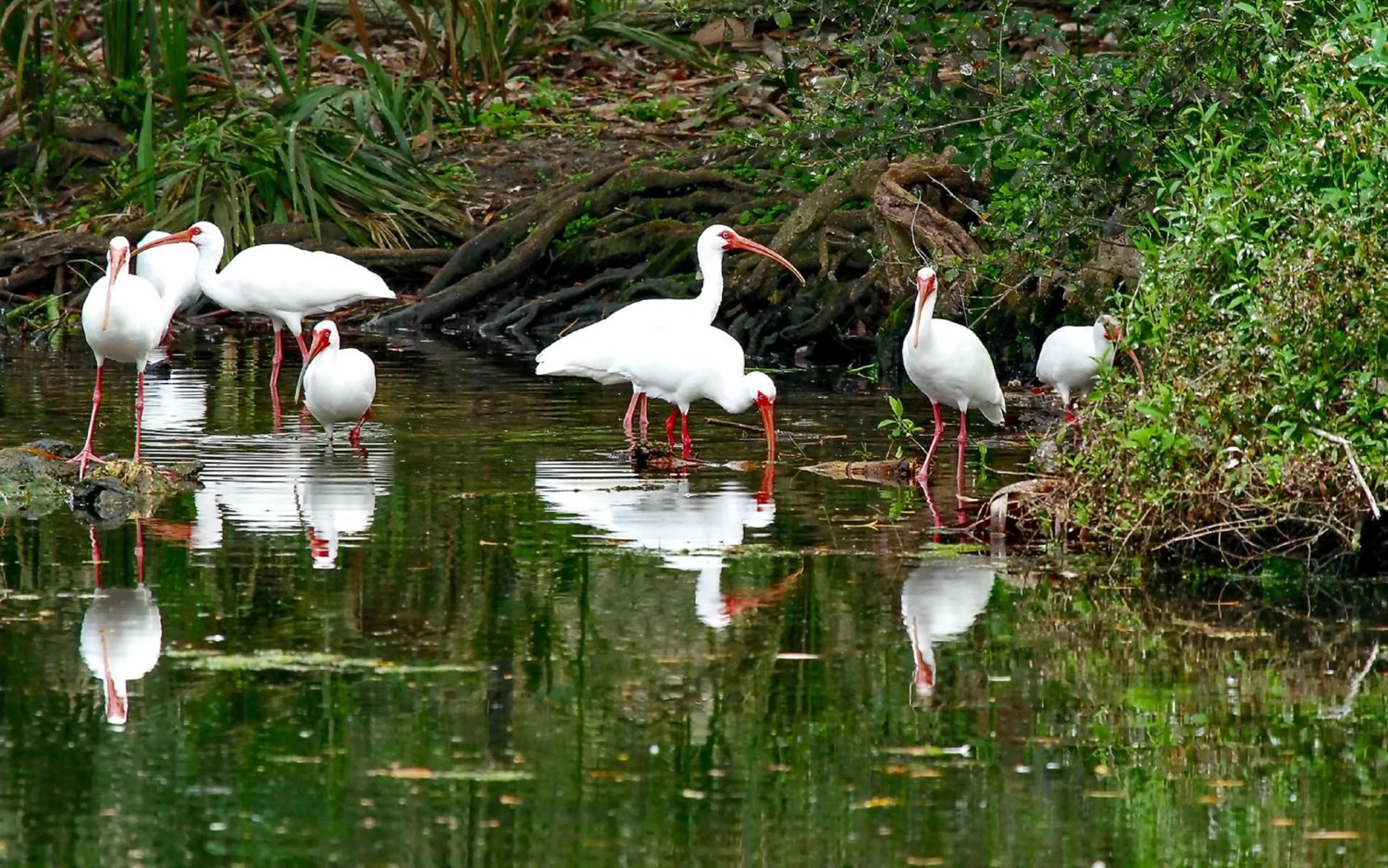 Natural landscape in Sanibel Island Beach Resort