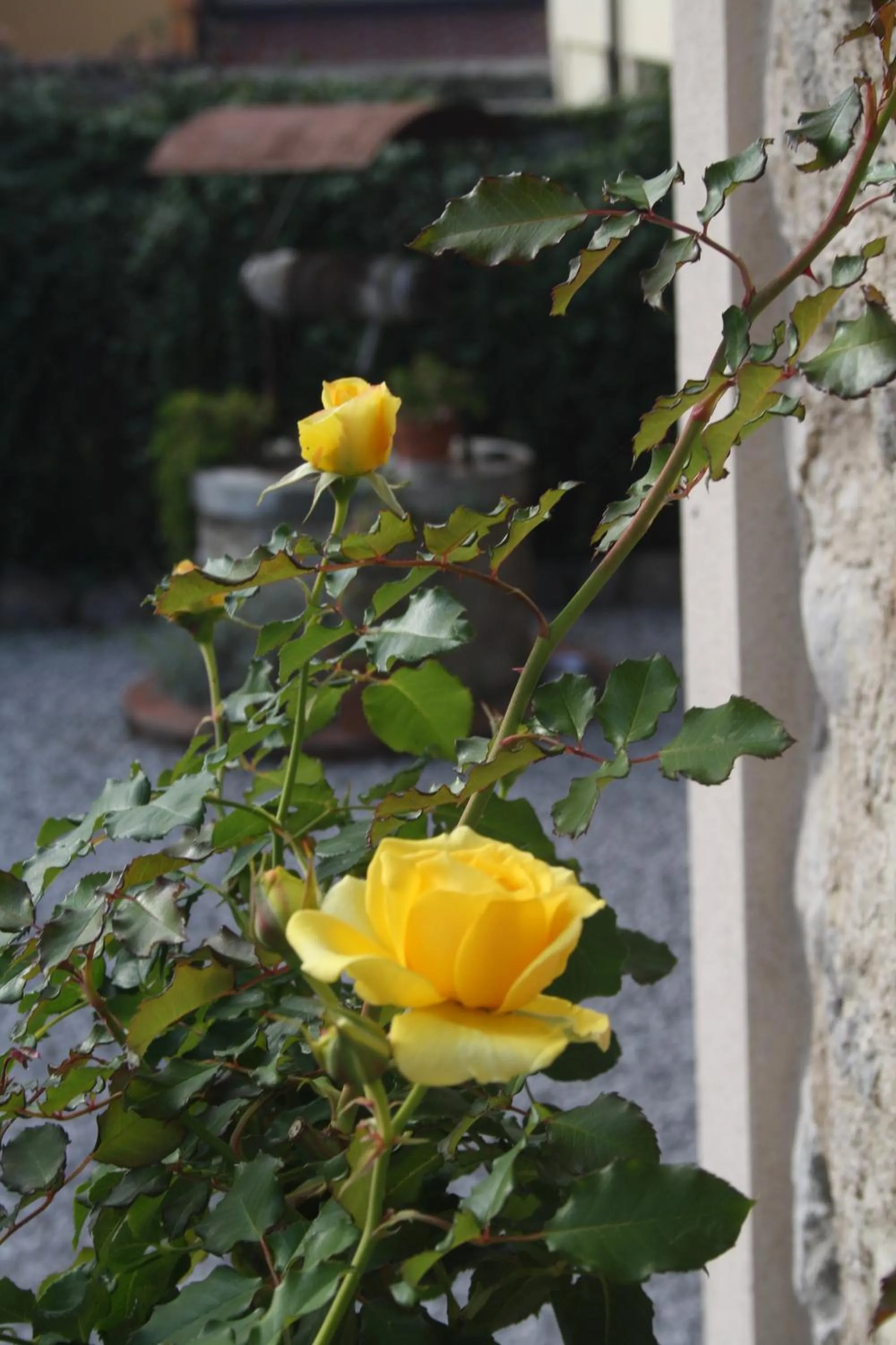 Garden in Cascina San Martino