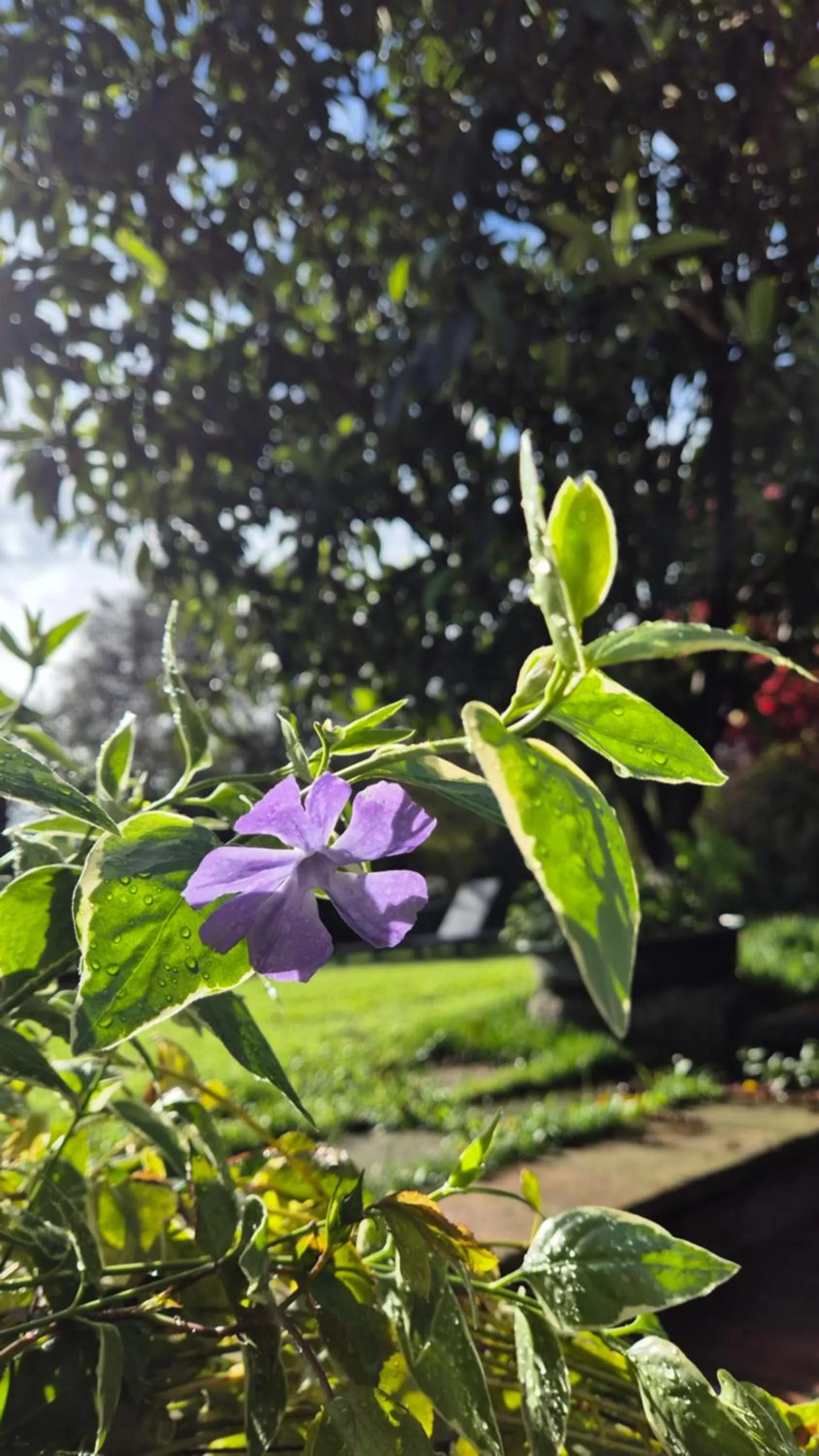 Garden in Cascina San Martino