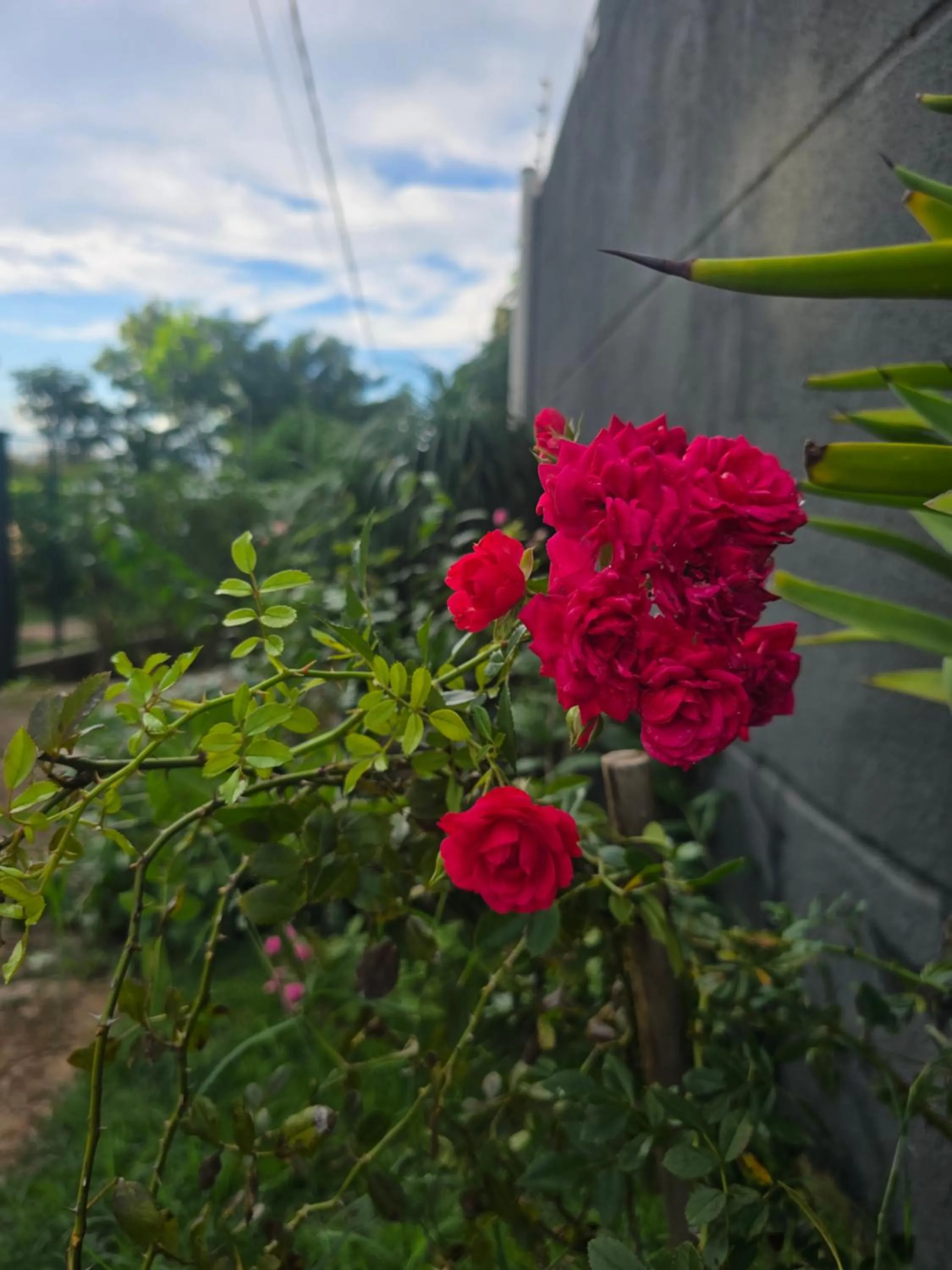 Garden in WR Confort Hotel Campo Grande