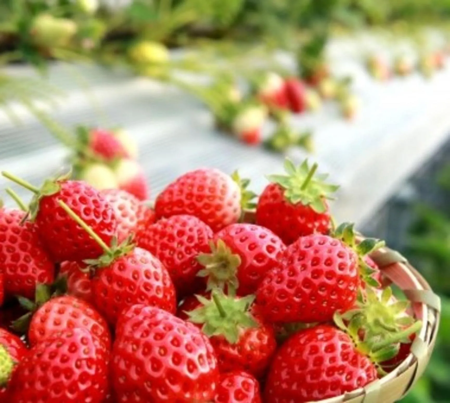 Kobe Hotel Fruit Flower