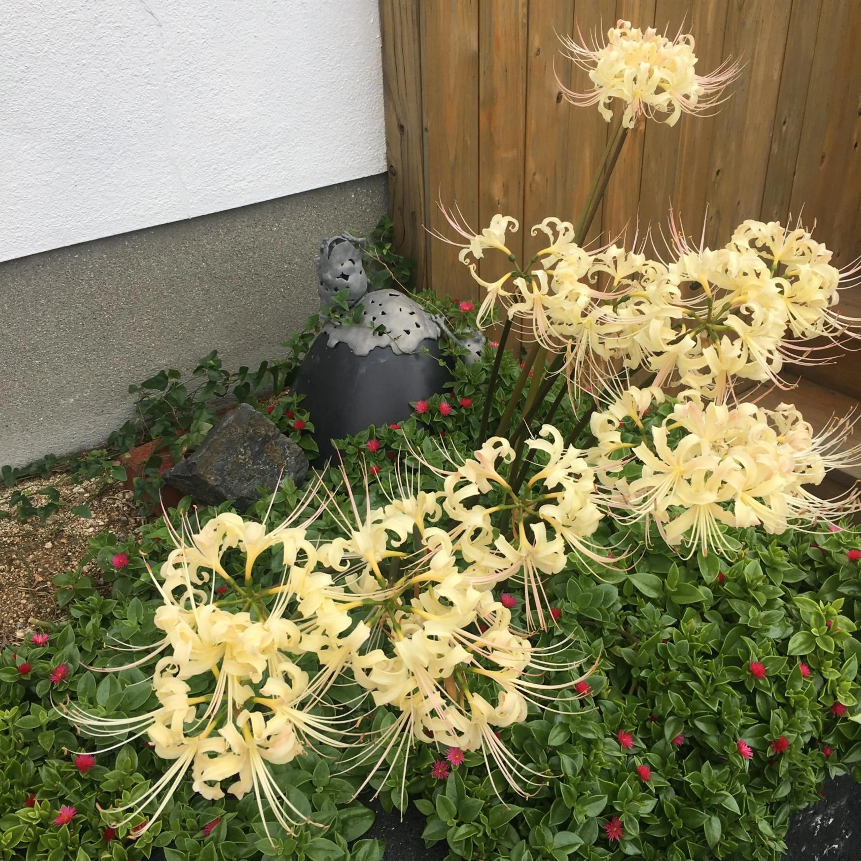 Garden in Bamboo Village Guest House