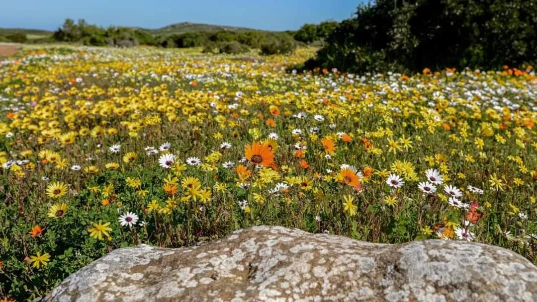 Seagulls Guest House