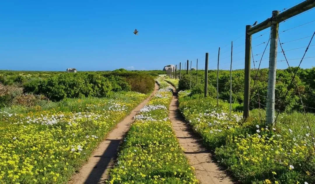 Spring in Seagulls Guest House