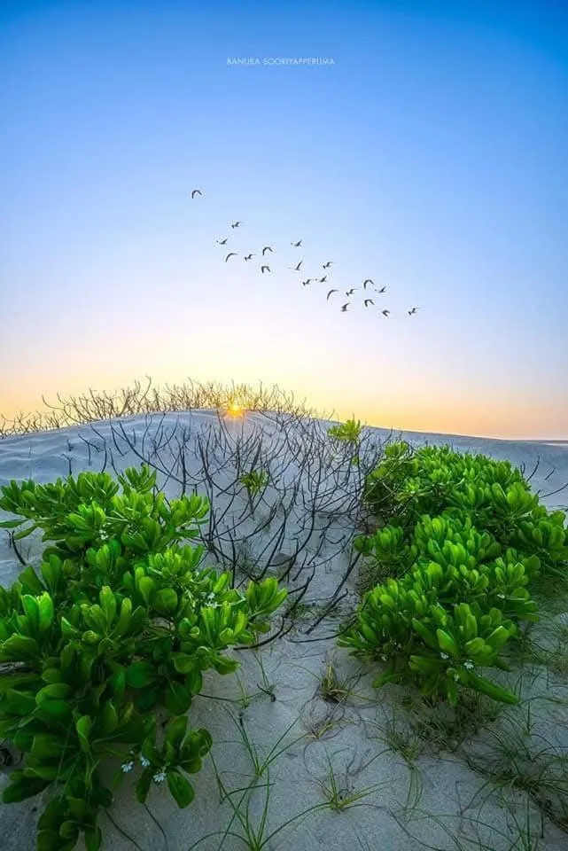 Ocean View Beach Resort - Kalpitiya