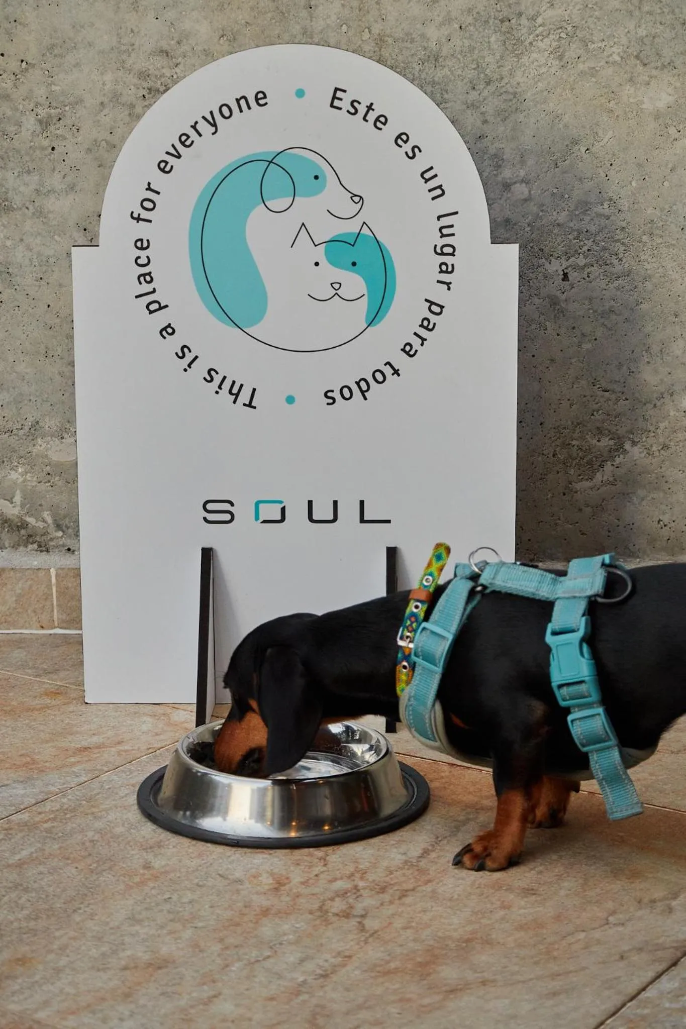Animals in Soul Lifestyle Hotel