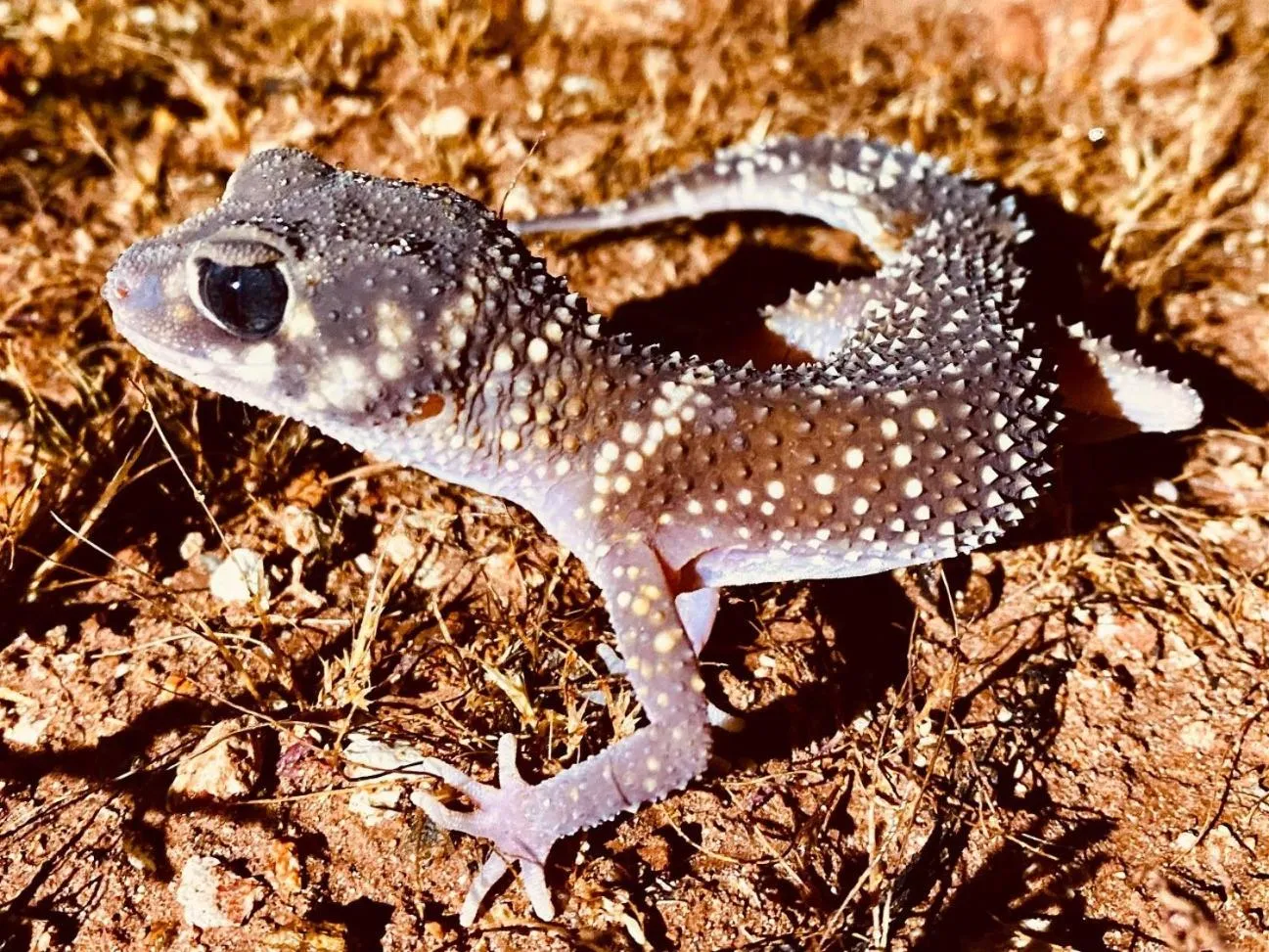 Natural landscape in White Cliffs Underground Motel