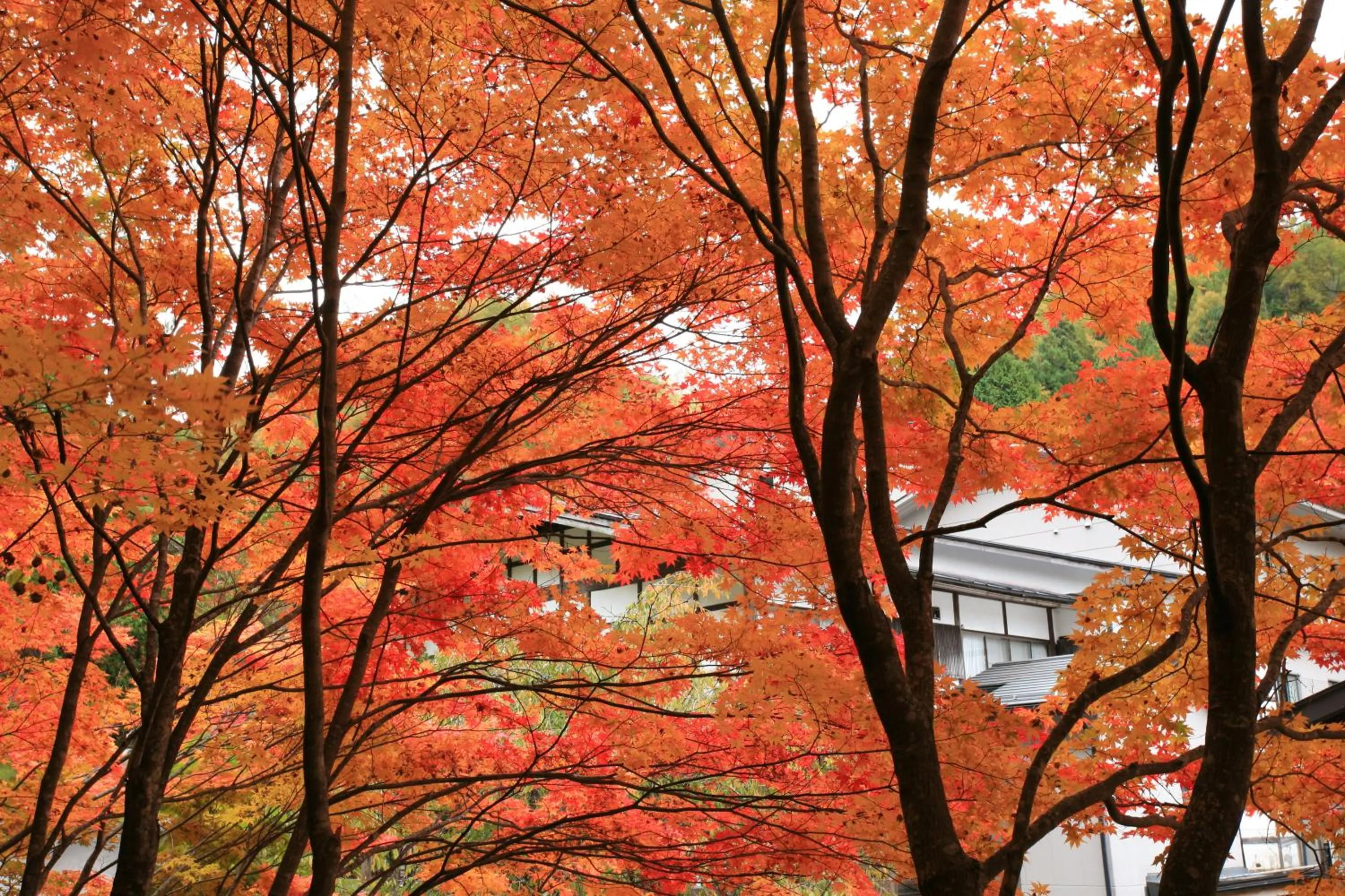 Autumn in Nukumorino-yado Komanoyu