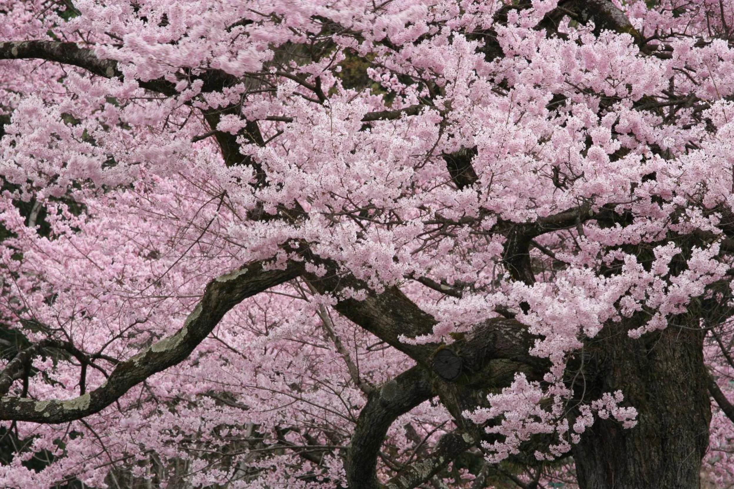 Spring in Nukumorino-yado Komanoyu