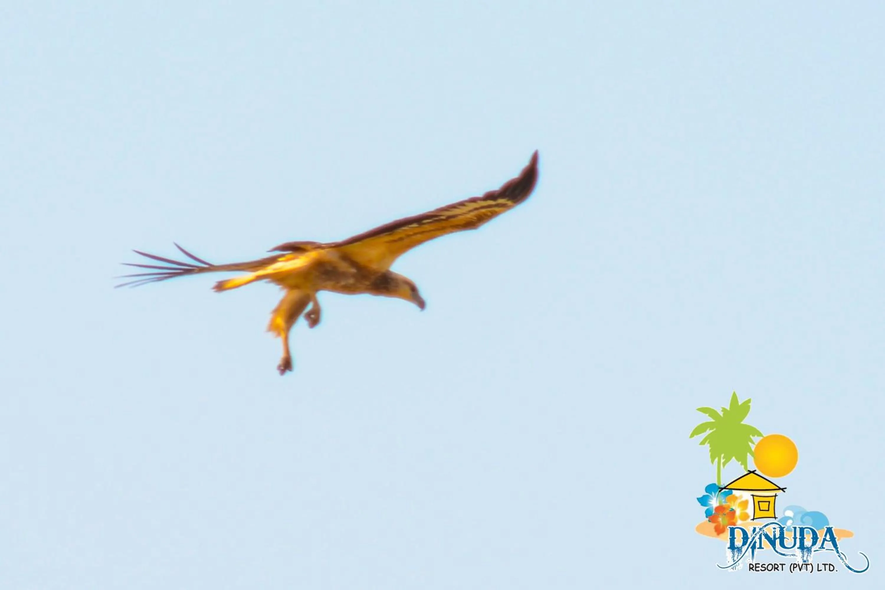 Animals in Dinuda Lagoon Hotel