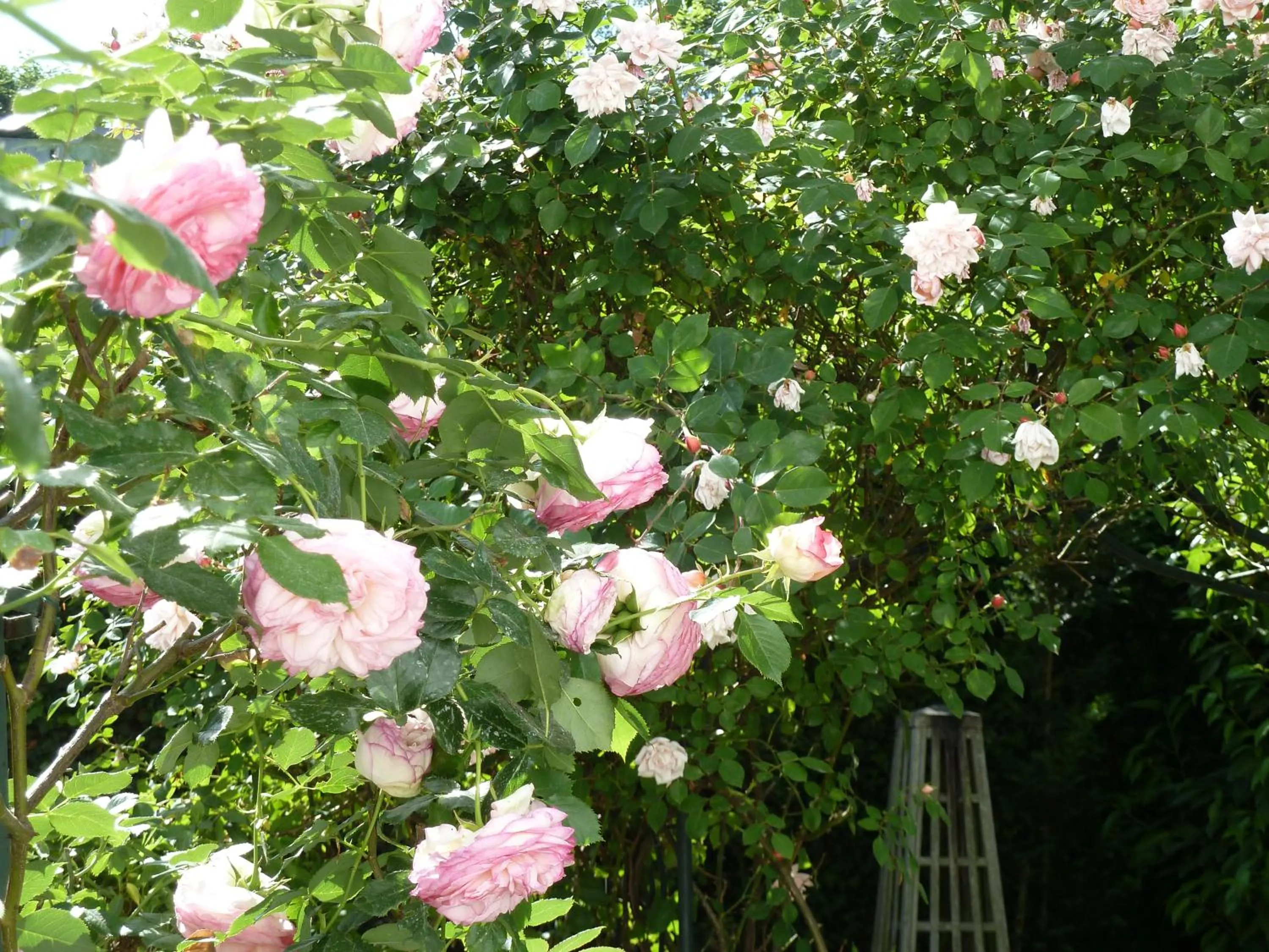 Garden in Le Clos des Princes