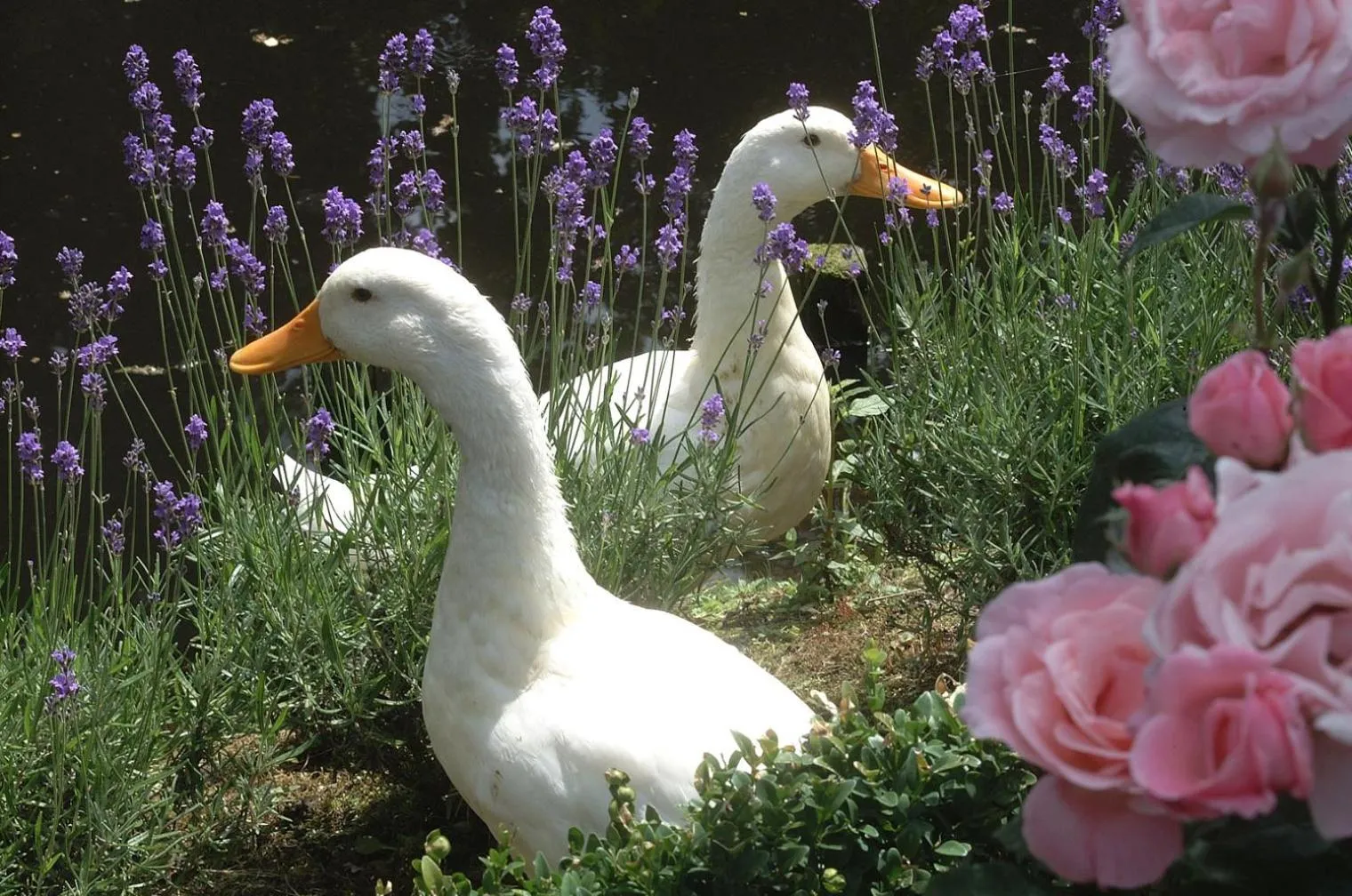 Other in Kasteel Wurfeld