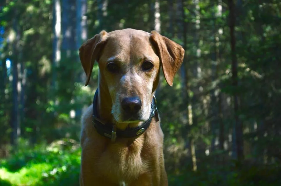 Pets in Das kleine Bio Hotel Tiefenbach