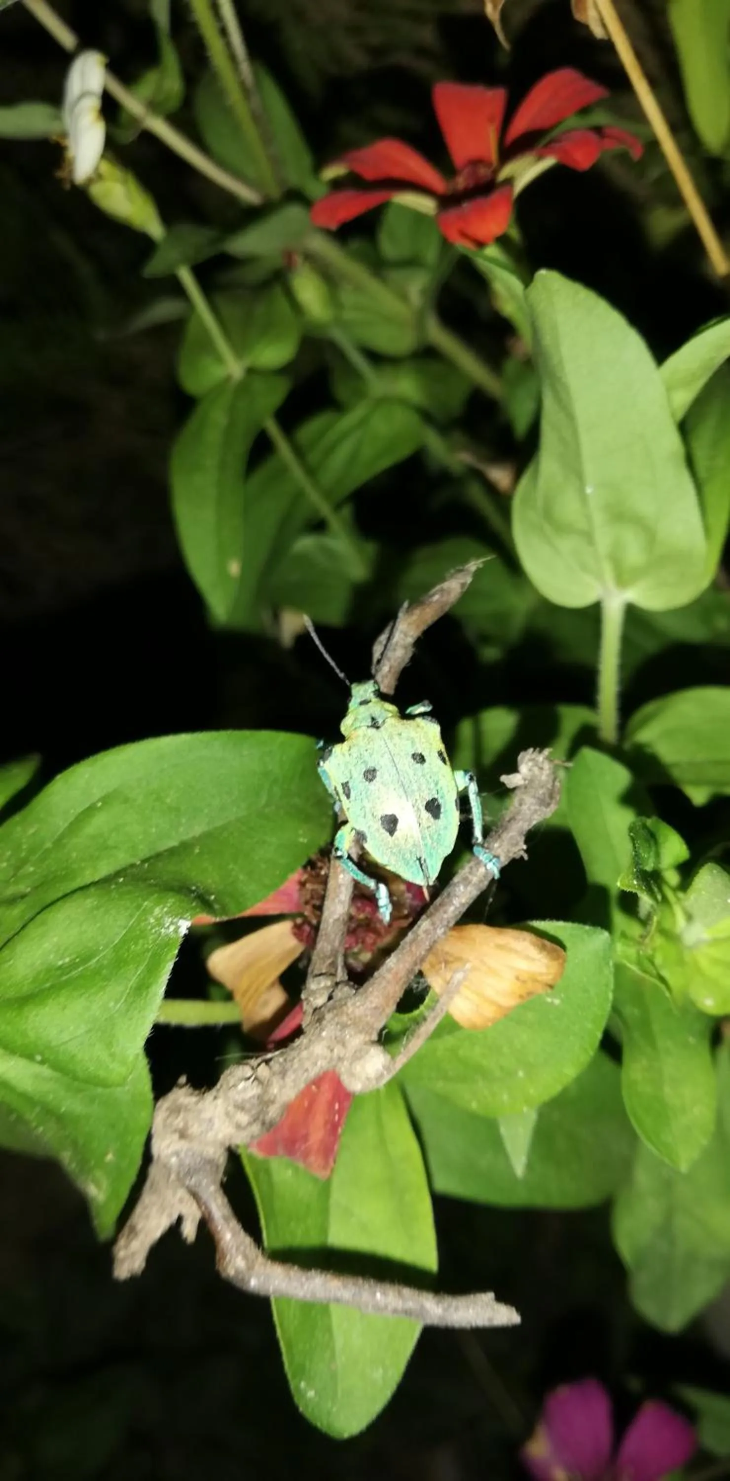 Garden in Mundo Nuevo ECO LODGE