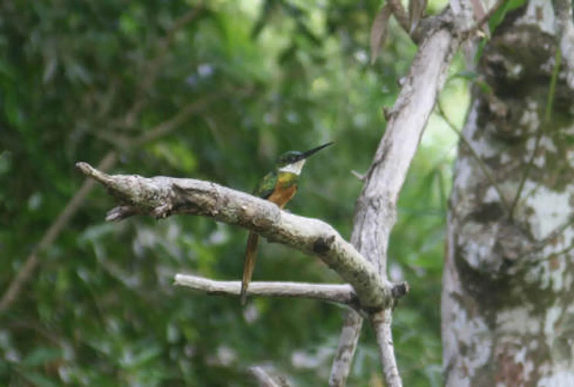 Animals in Mundo Nuevo ECO LODGE