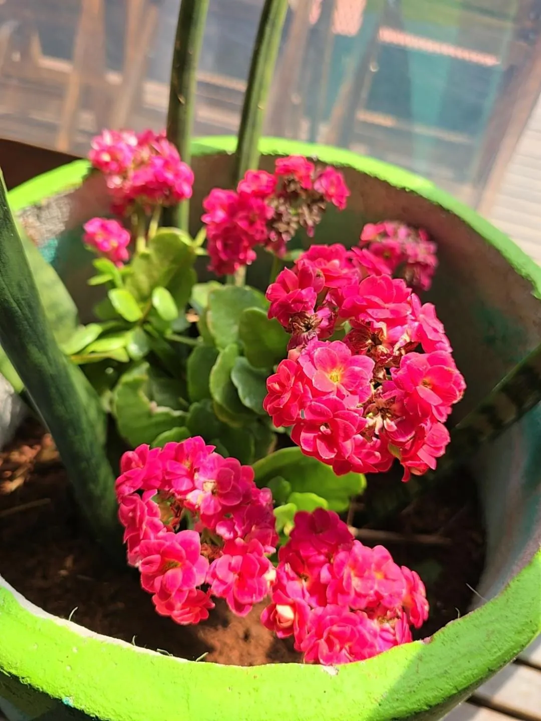 Spring in Terra Iguazú Cabañas