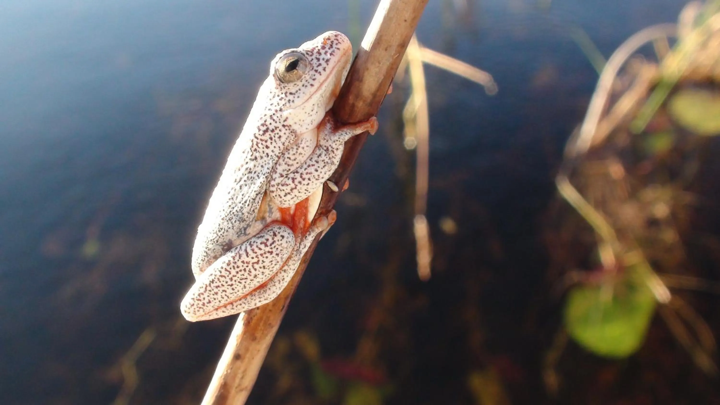 Animals in Island Safari Lodge