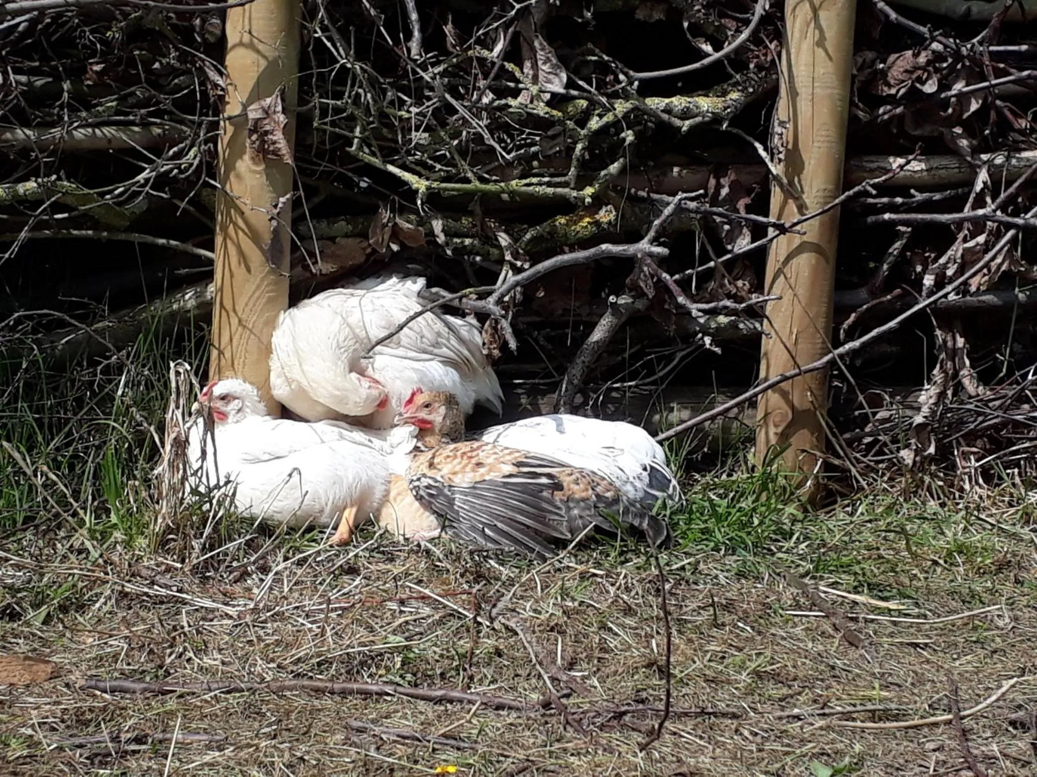 Animals in Bingers kleine Scheune