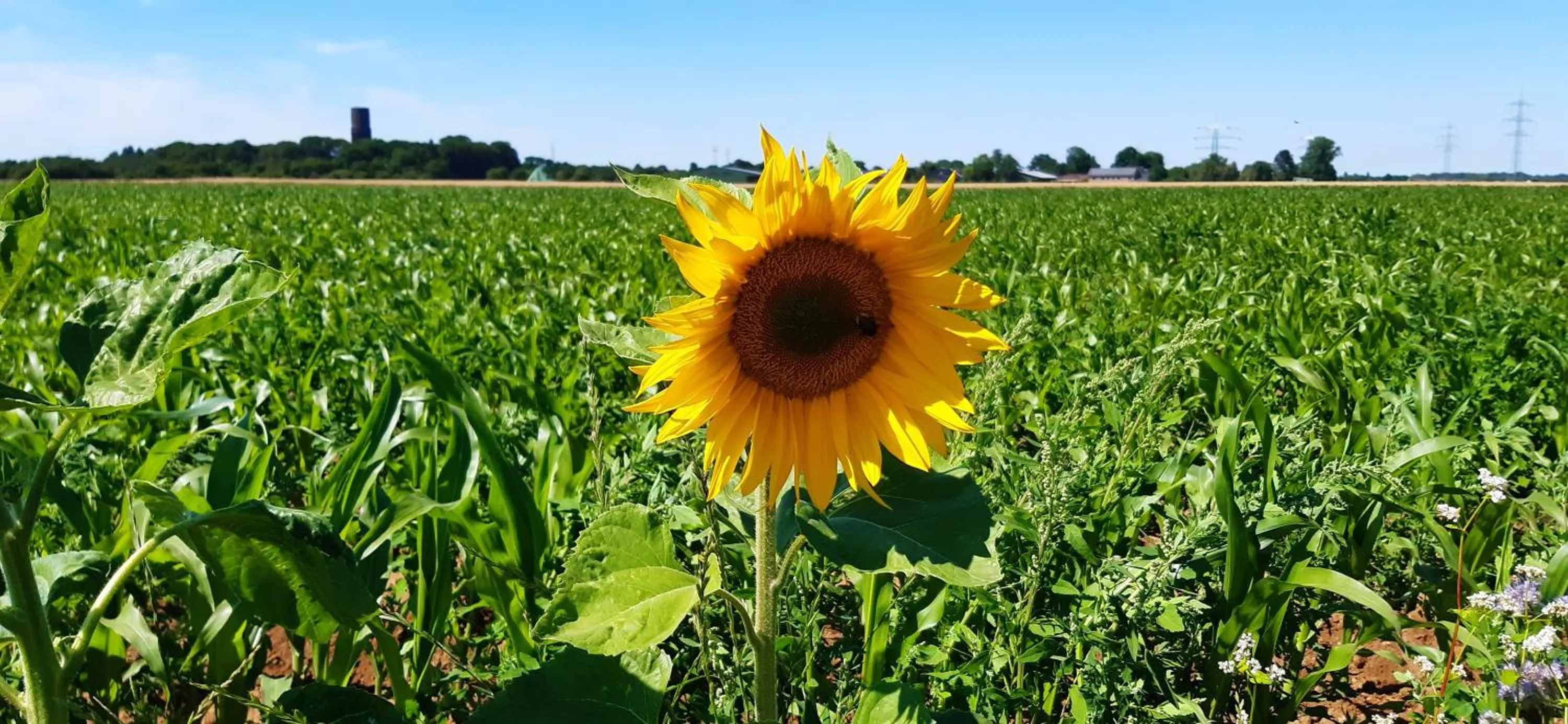 Activities in Bingers kleine Scheune