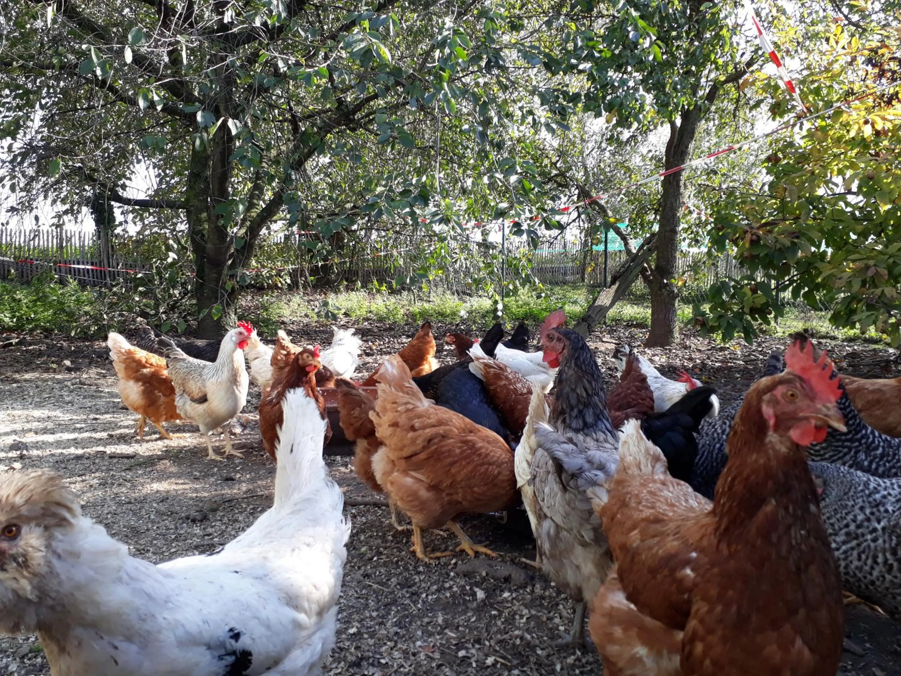 Animals in Bingers kleine Scheune