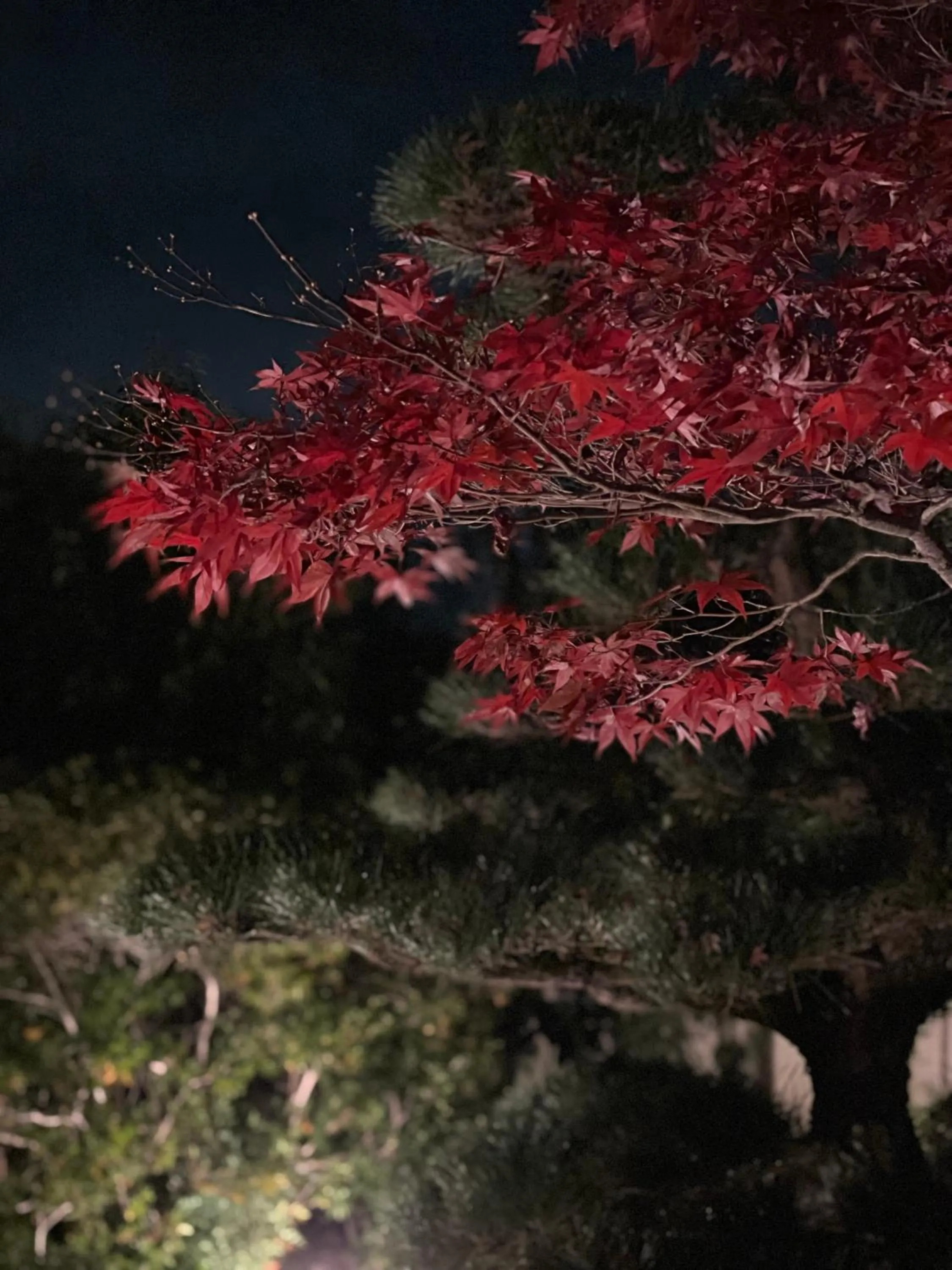 Night in Kansai Airport Hotel Pine Villa