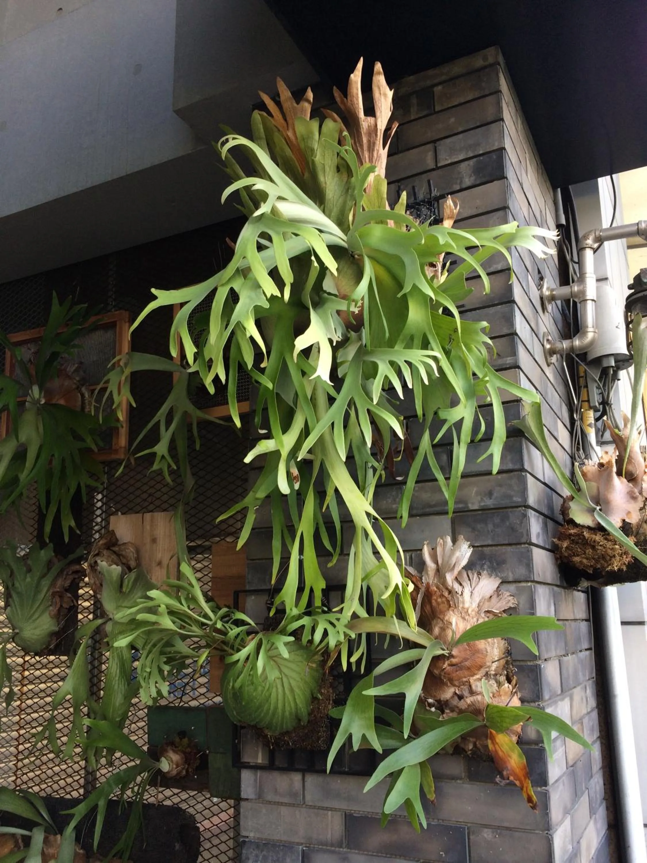 Garden in PAPO'A Hotel