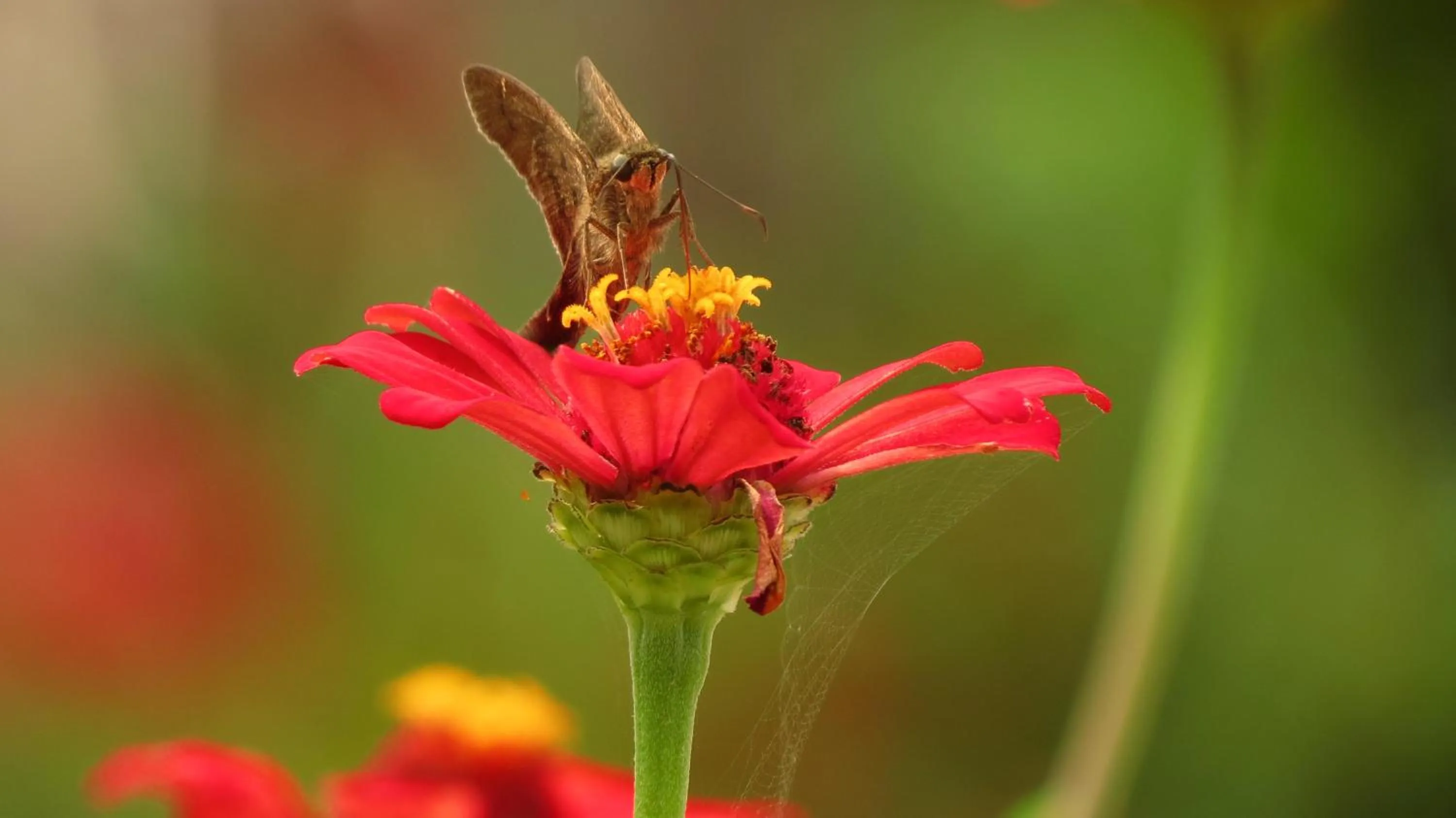 Property building in Cabinas Bahía Uvita - Marino Ballena National Park Lodge
