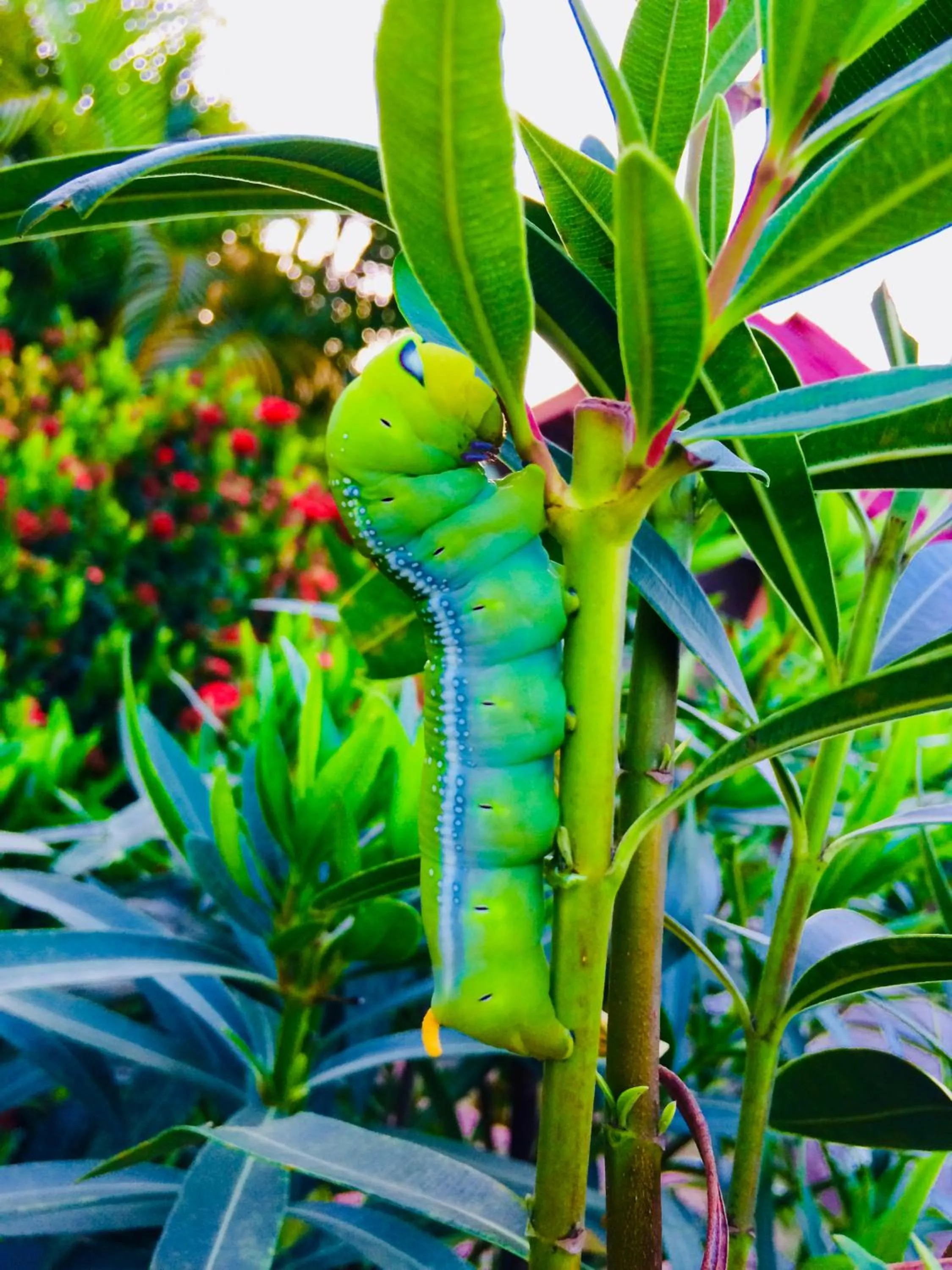 Other in Gardenhomeresortkohjum