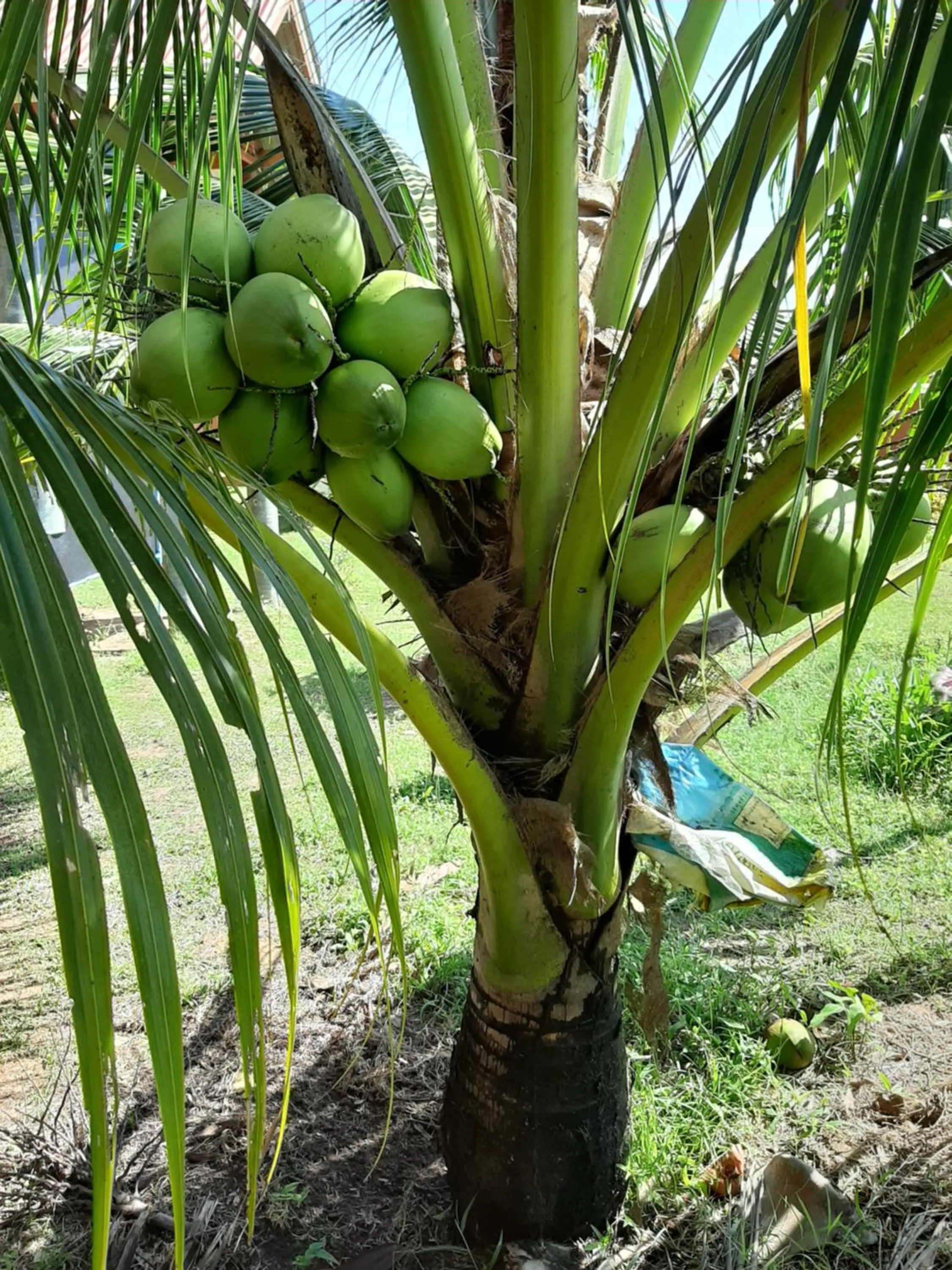 Garden in Gardenhomeresortkohjum