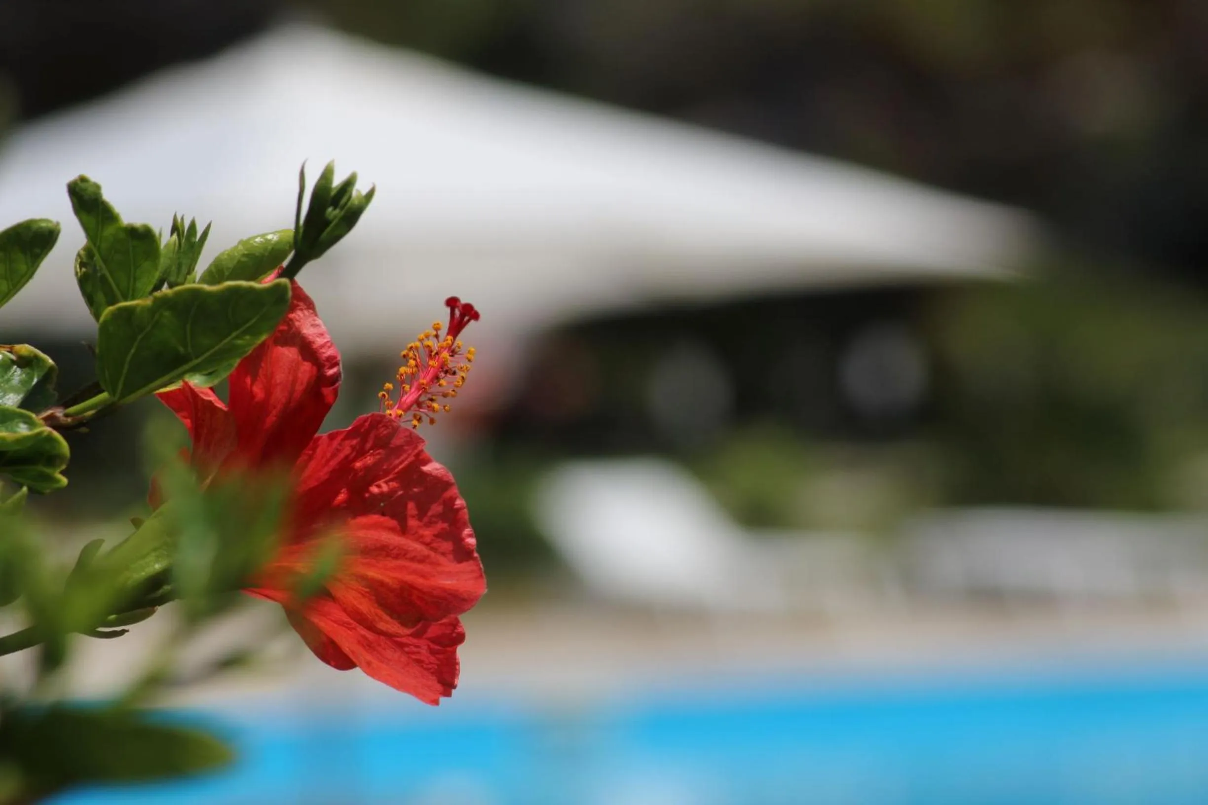 Swimming pool in BV Kalafiorita Resort