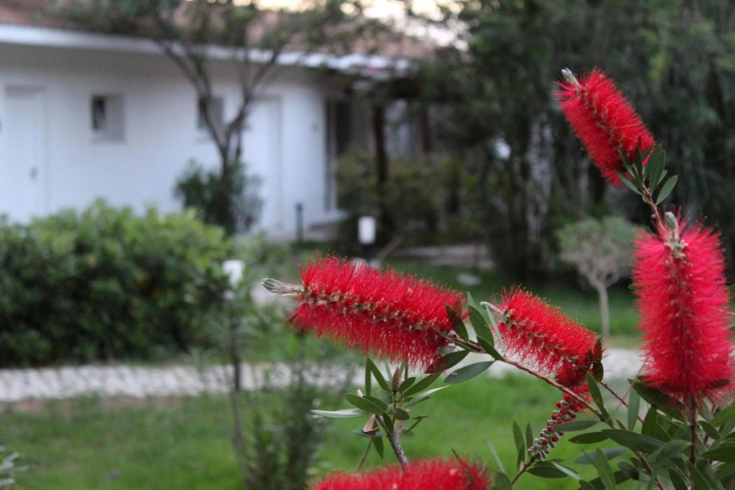 Garden in BV Kalafiorita Resort