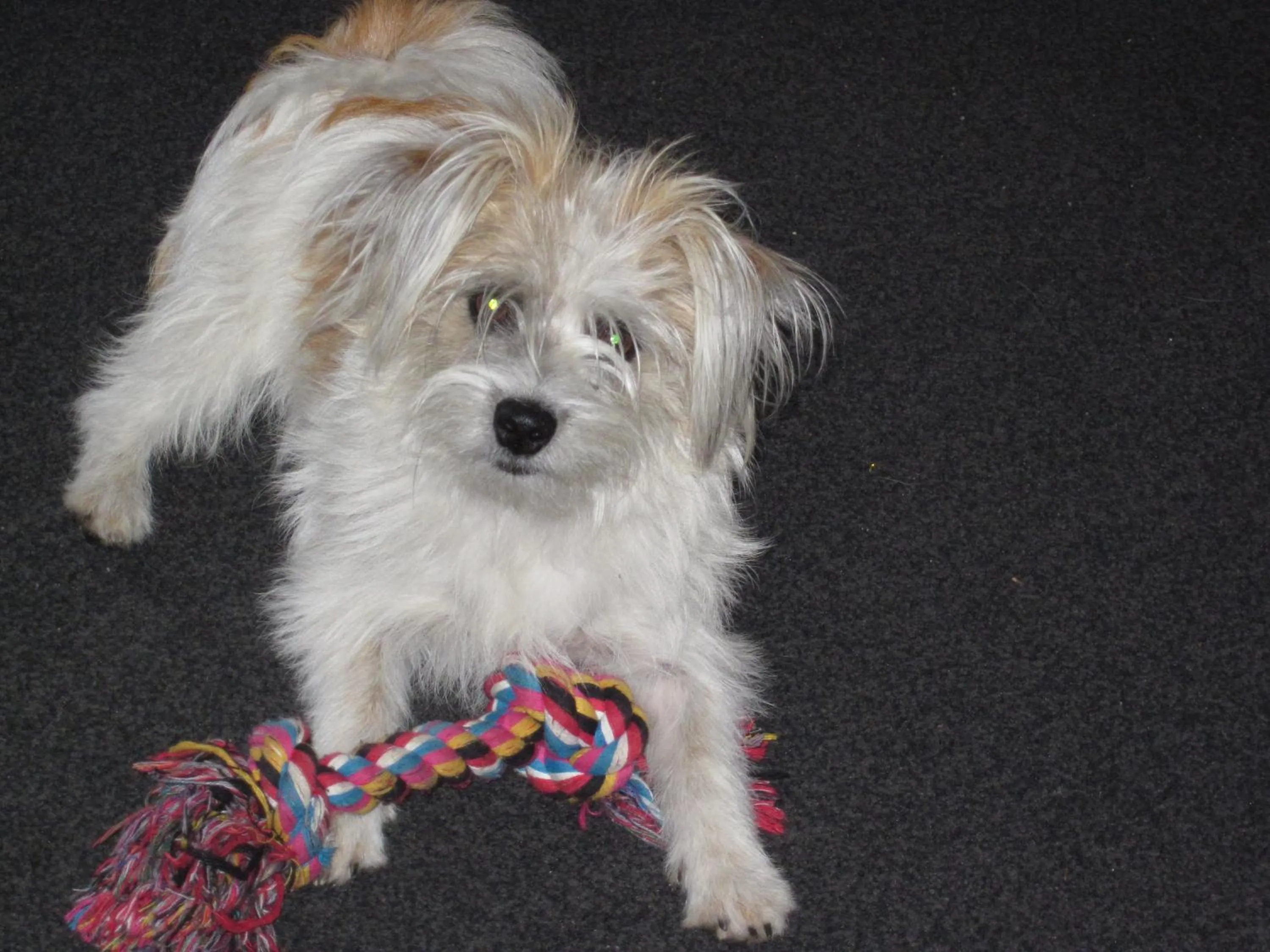 Pets in Kiwi Court Motel