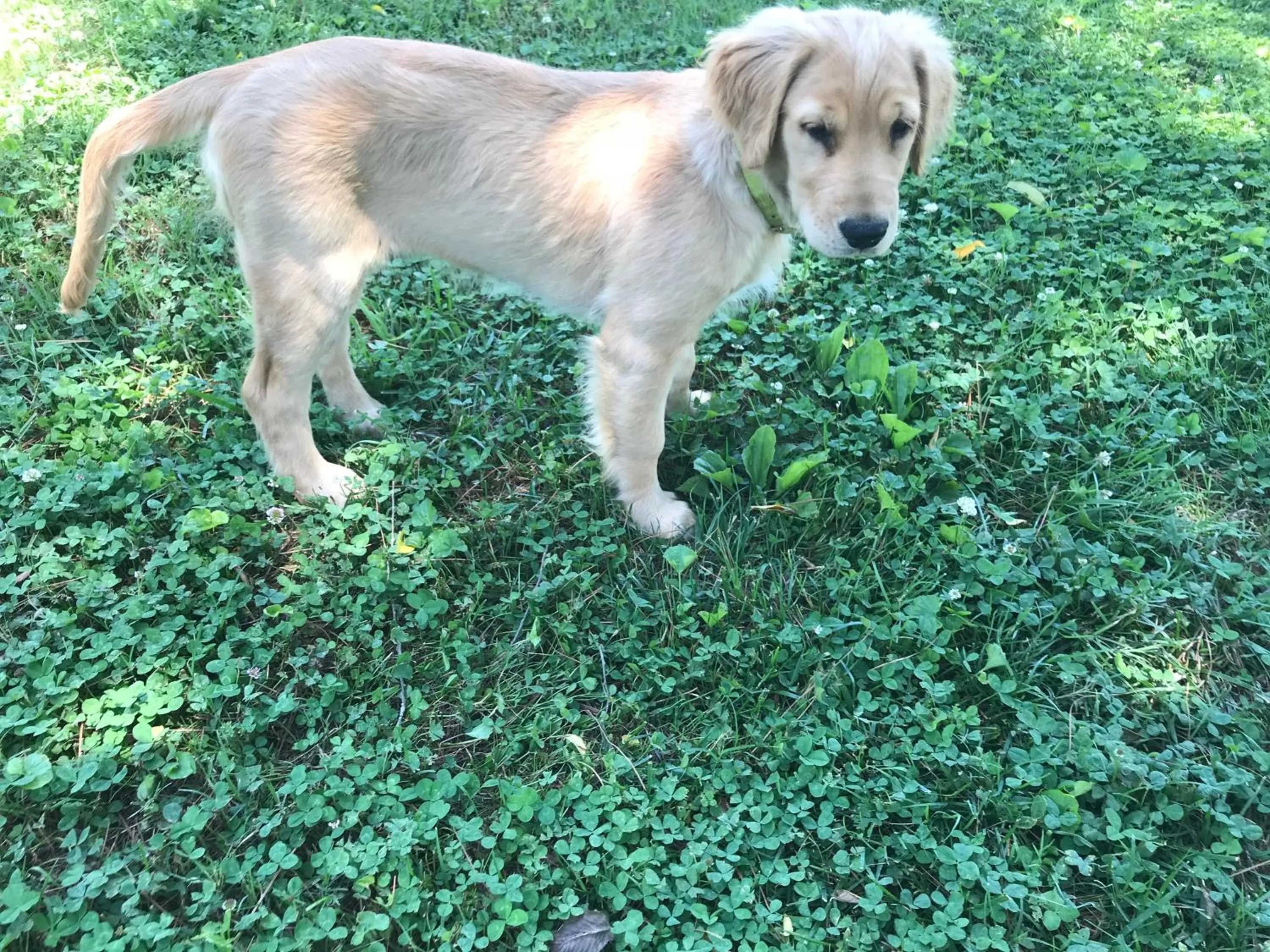 Animals in Full Circle Farm Inn