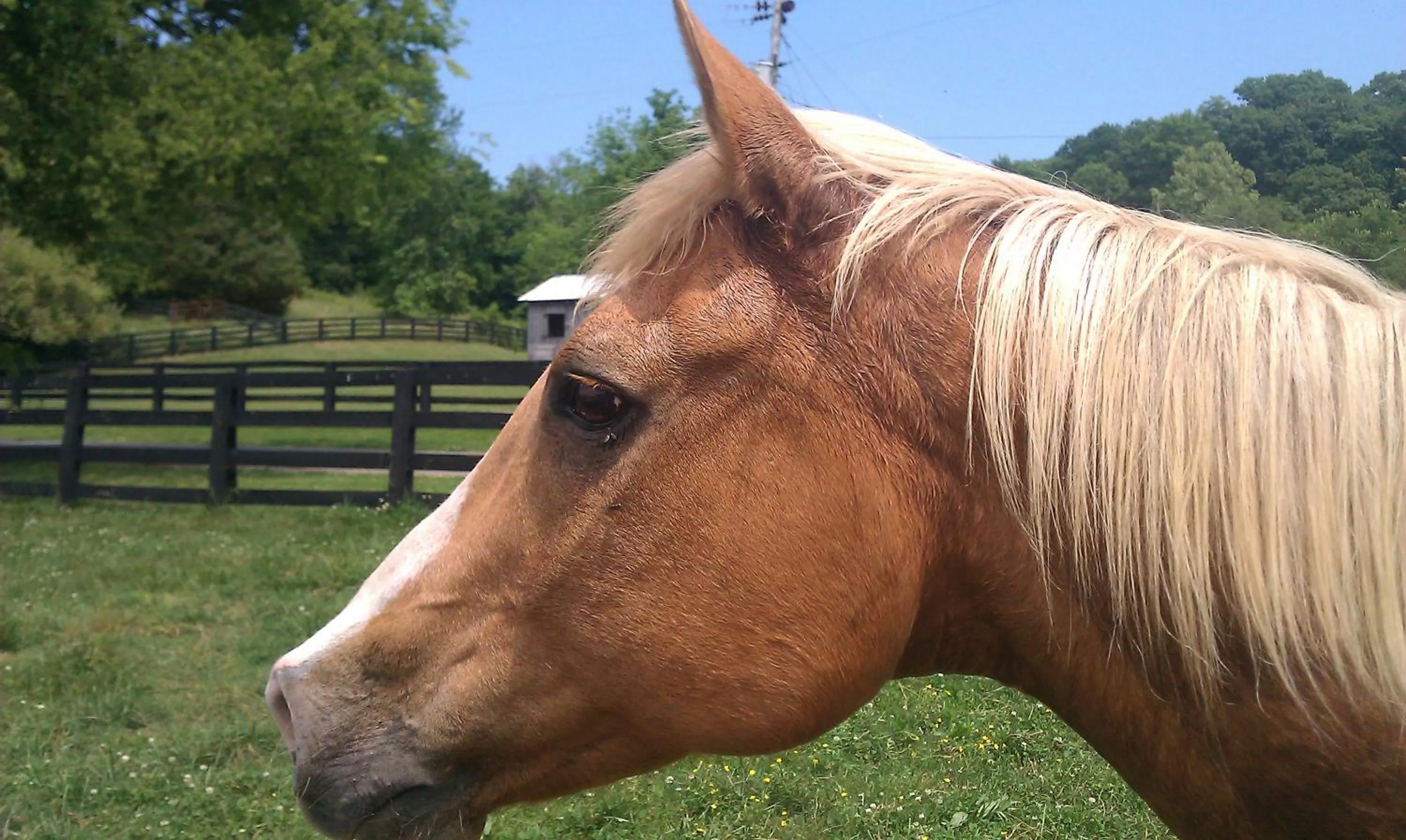 Pets in Full Circle Farm Inn