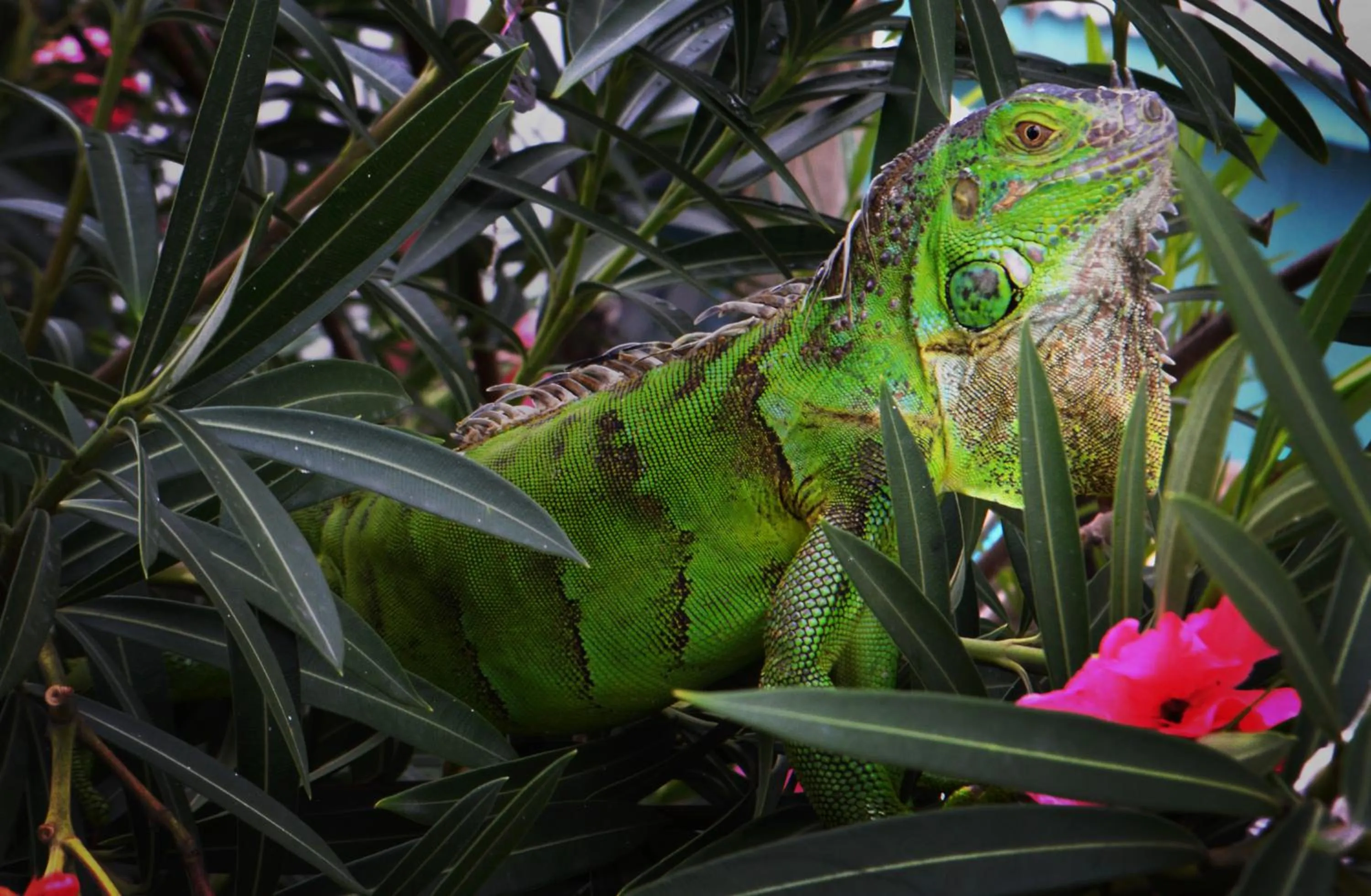 Pets in Casa del Rai