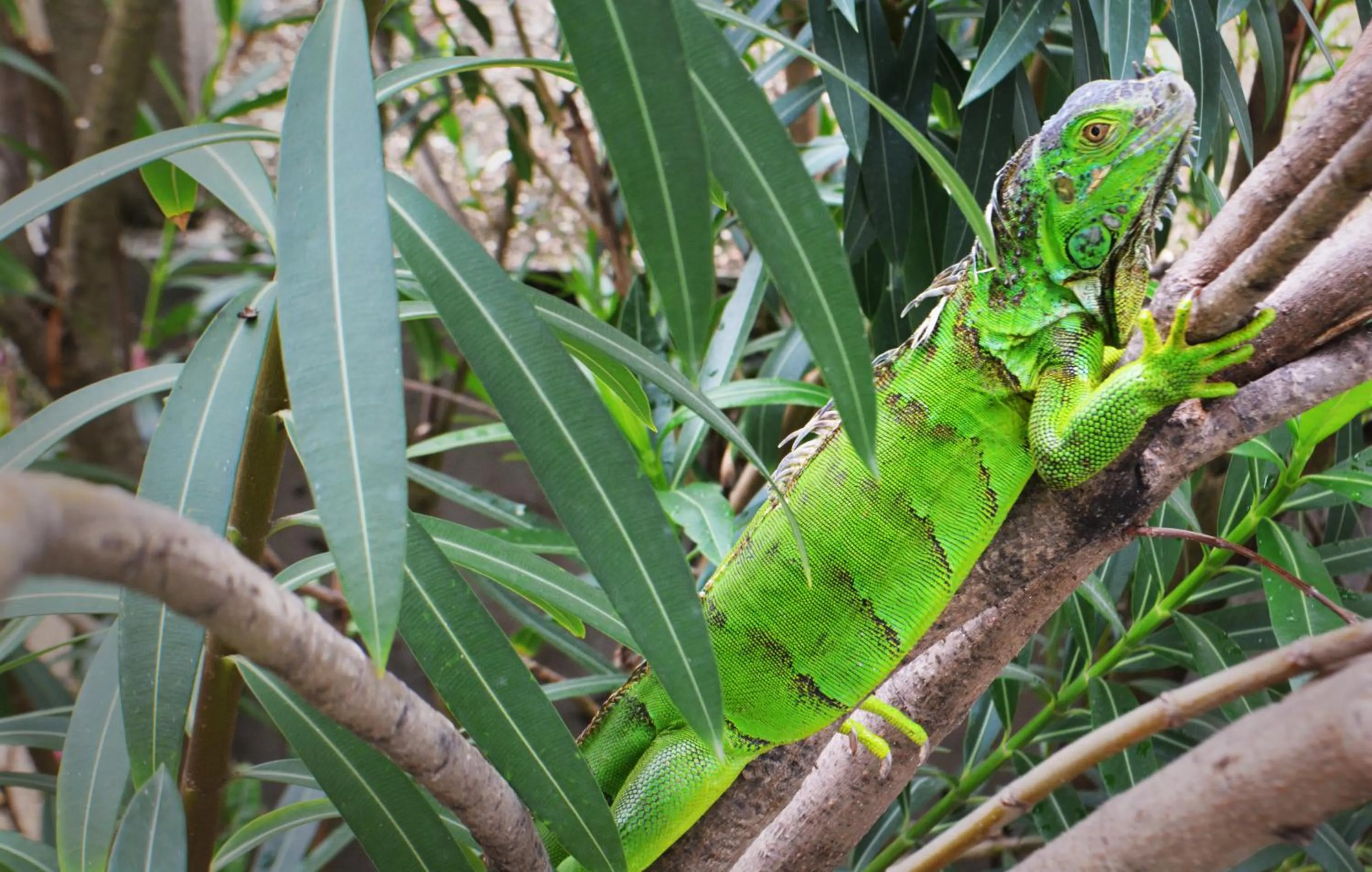 Pets in Casa del Rai