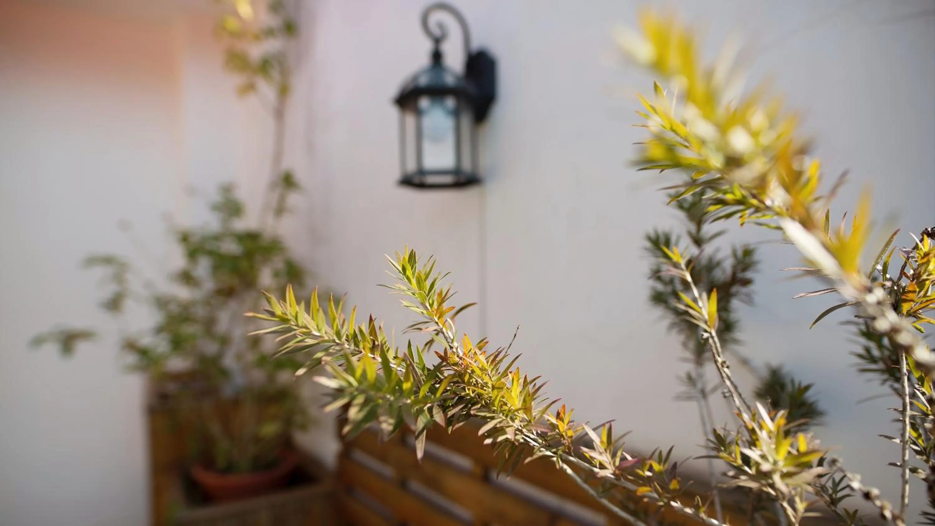 Garden in Ancient Street No.5 Youth Chic Hotel