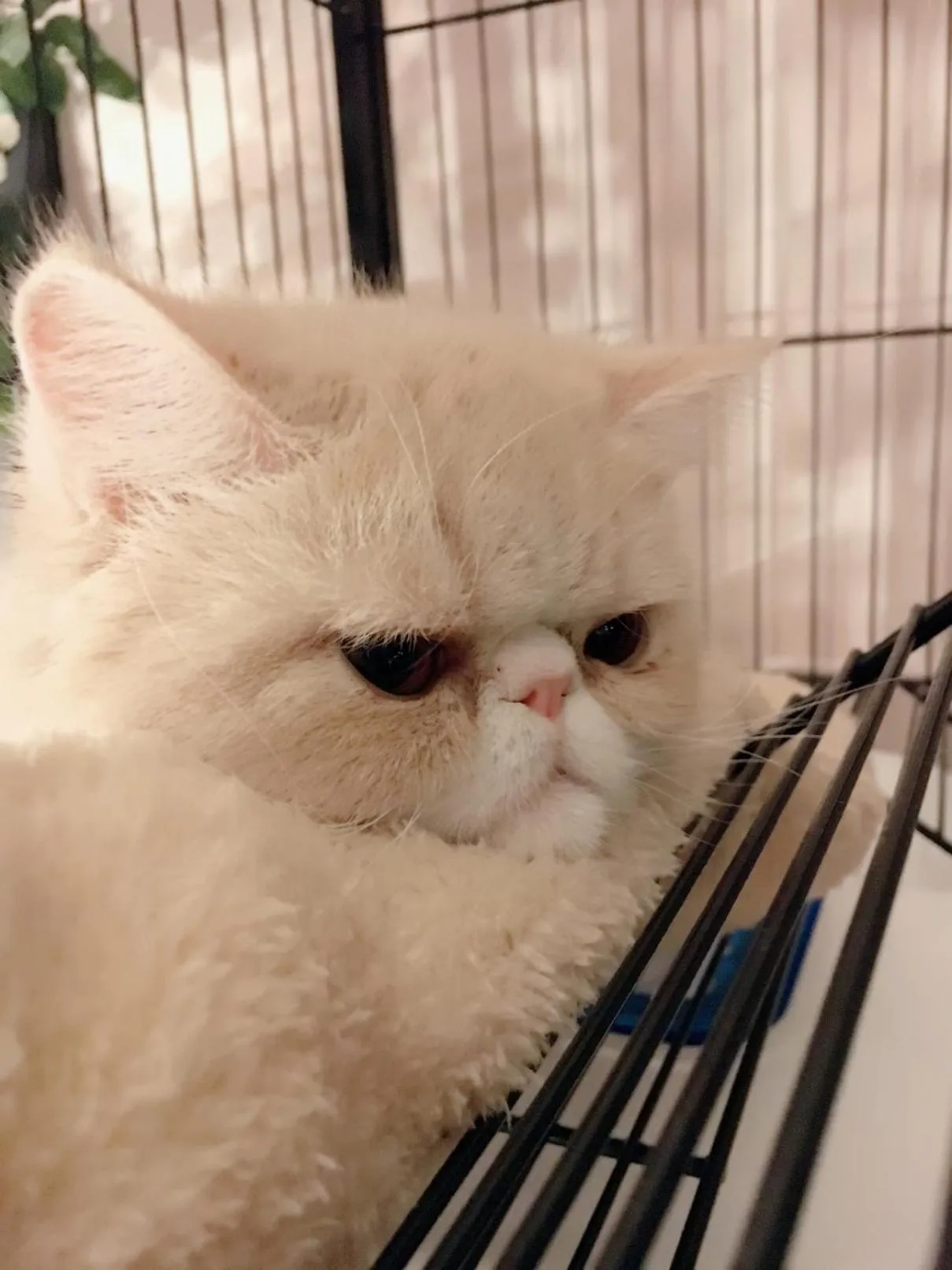 Pets in Ancient Street No.5 Youth Chic Hotel