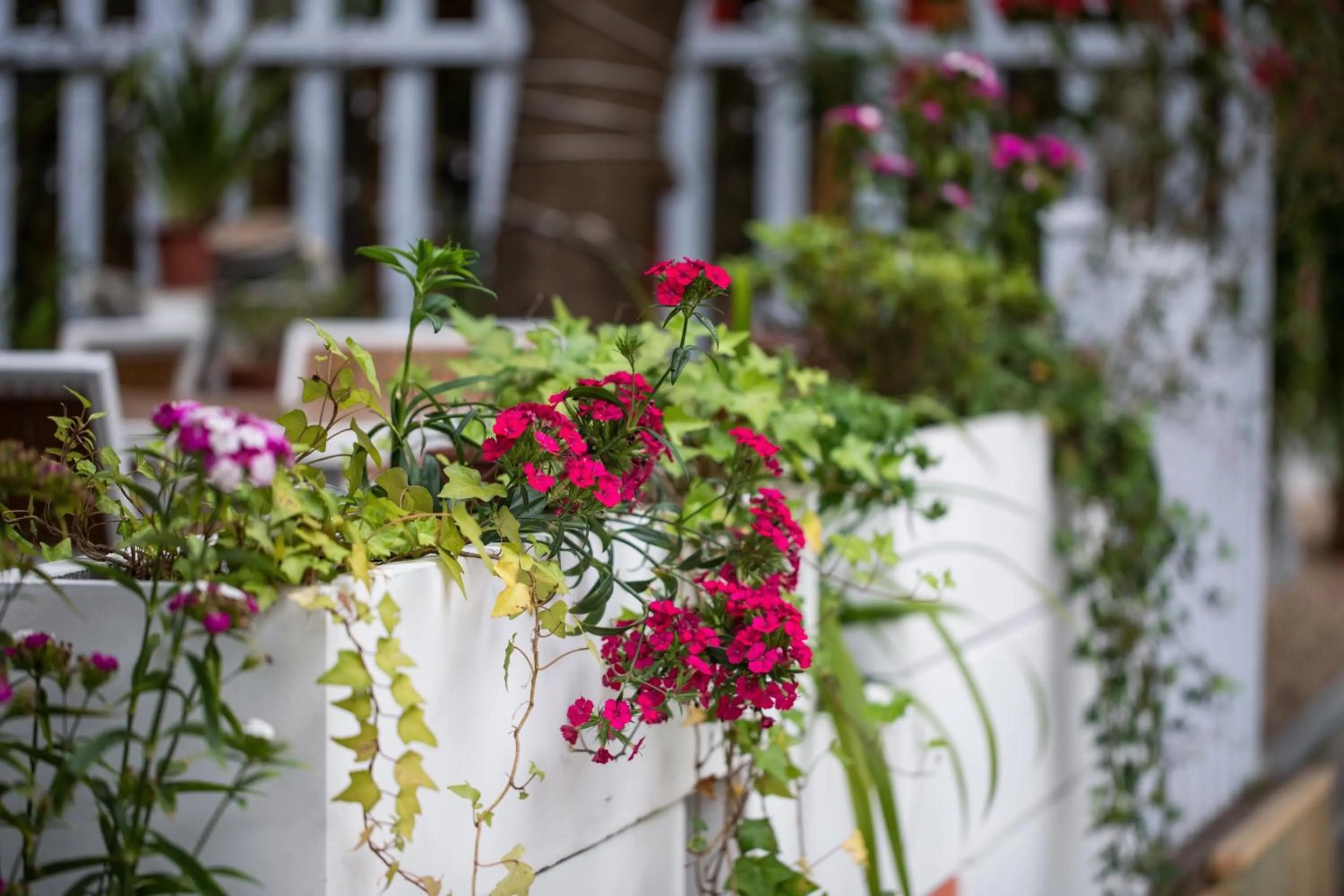Garden in Ancient Street No.5 Youth Chic Hotel