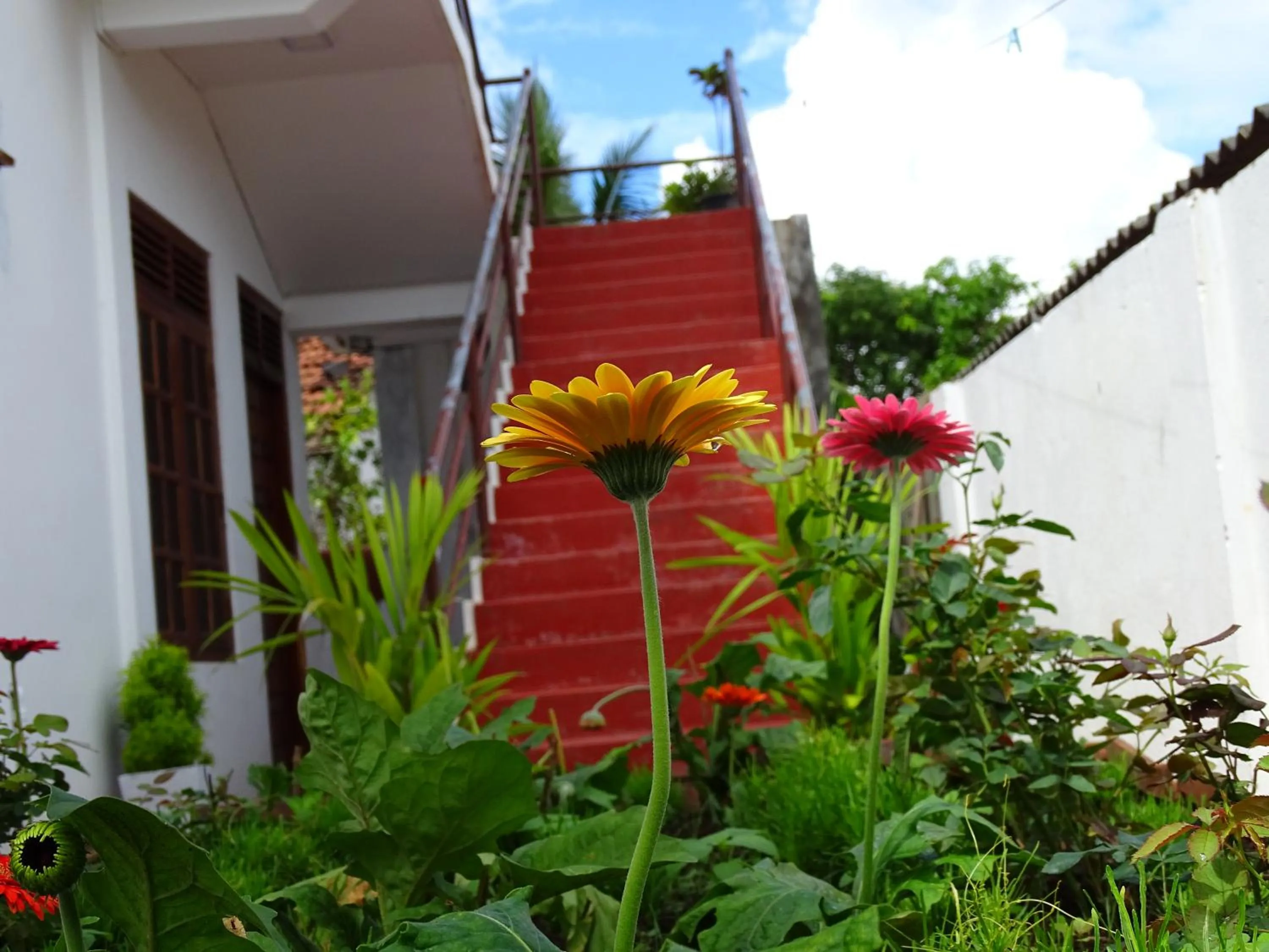 Garden view in Aa Inn