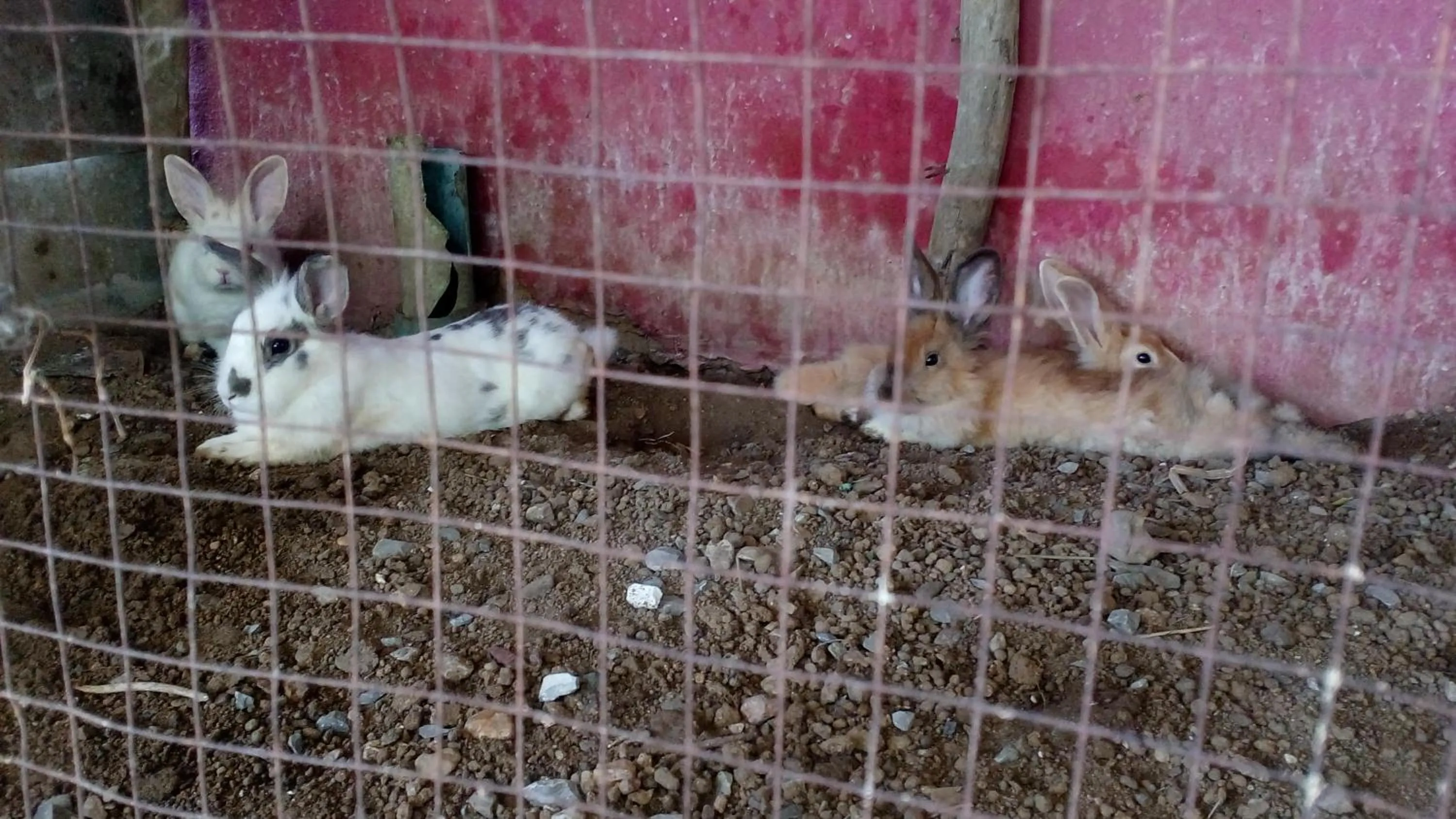 Pets in Rueangsrisiri Guesthouse 2