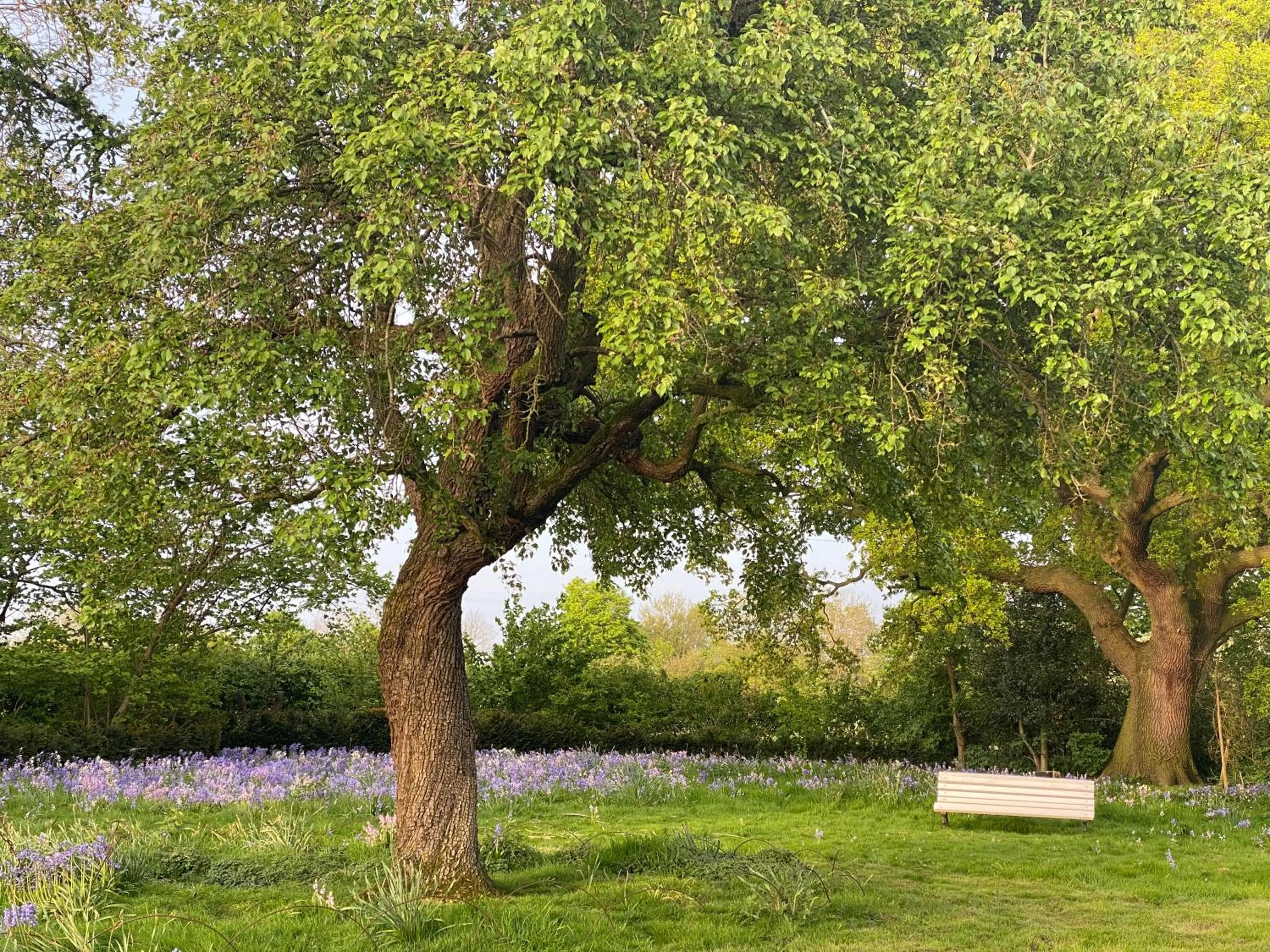 Garden view in Lut's Place