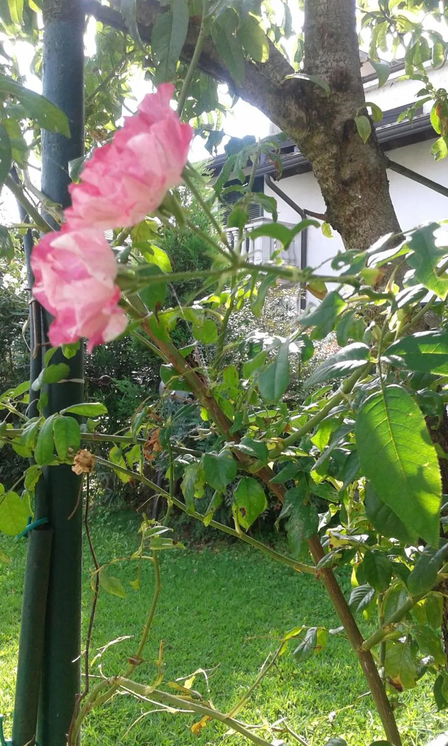 Garden in B&B Antica Corte Lombarda