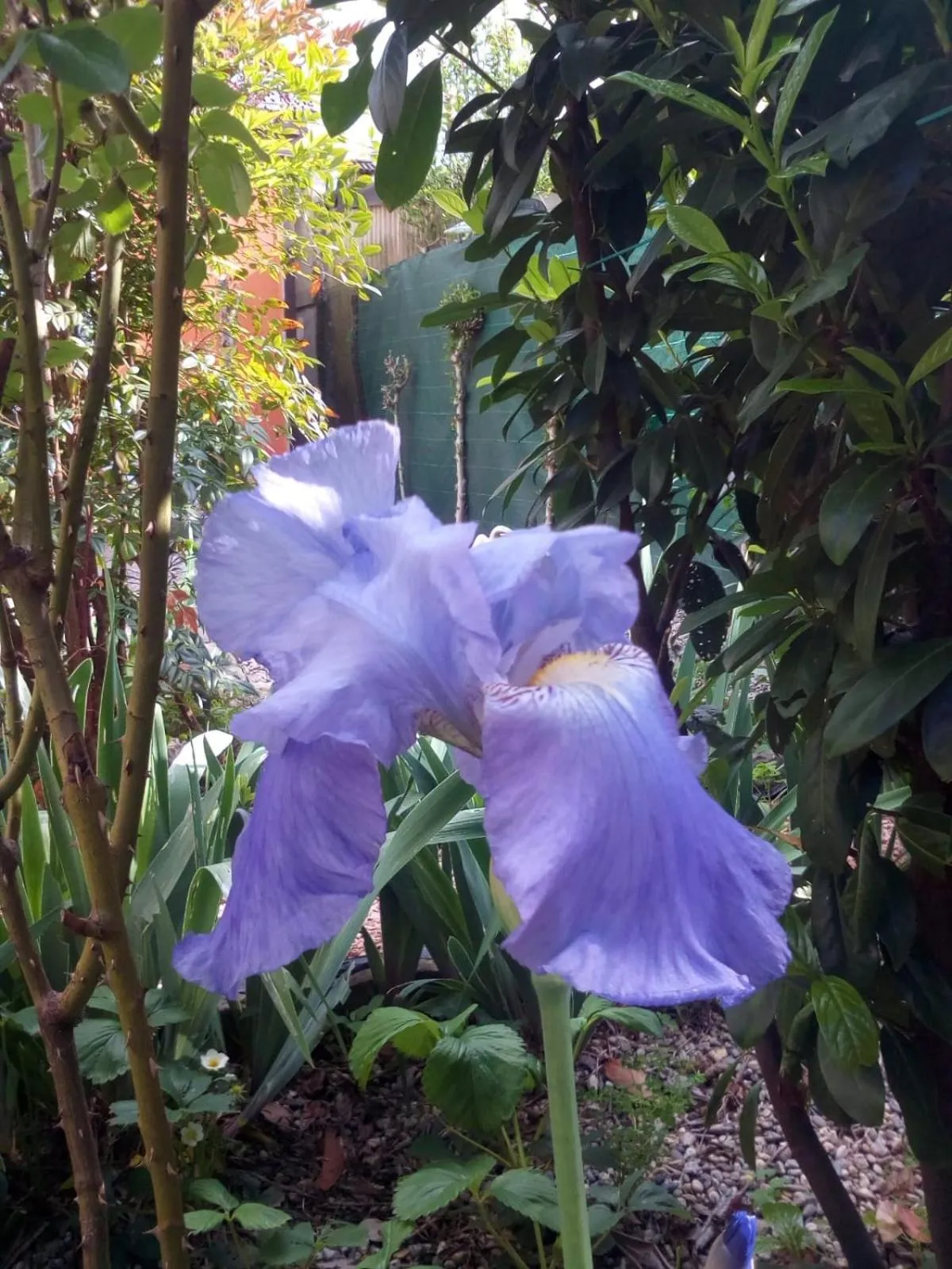 Inner courtyard view in B&B Antica Corte Lombarda